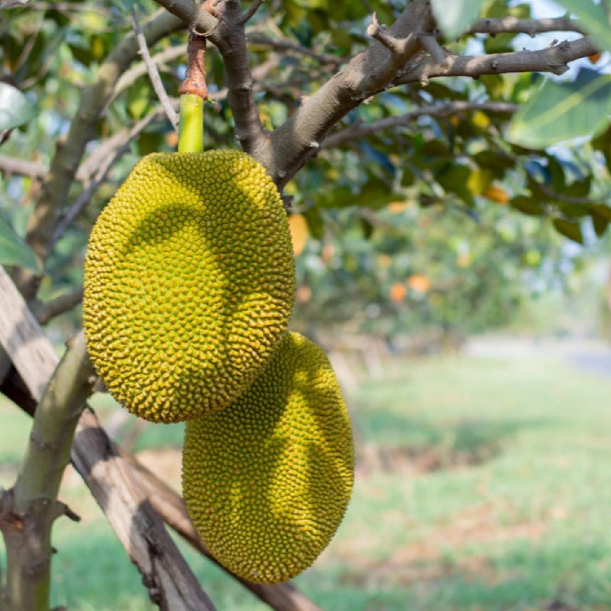 Two jackfruits hanging from a tree branch with a blurred natural.background.  Henderson Garden Supply