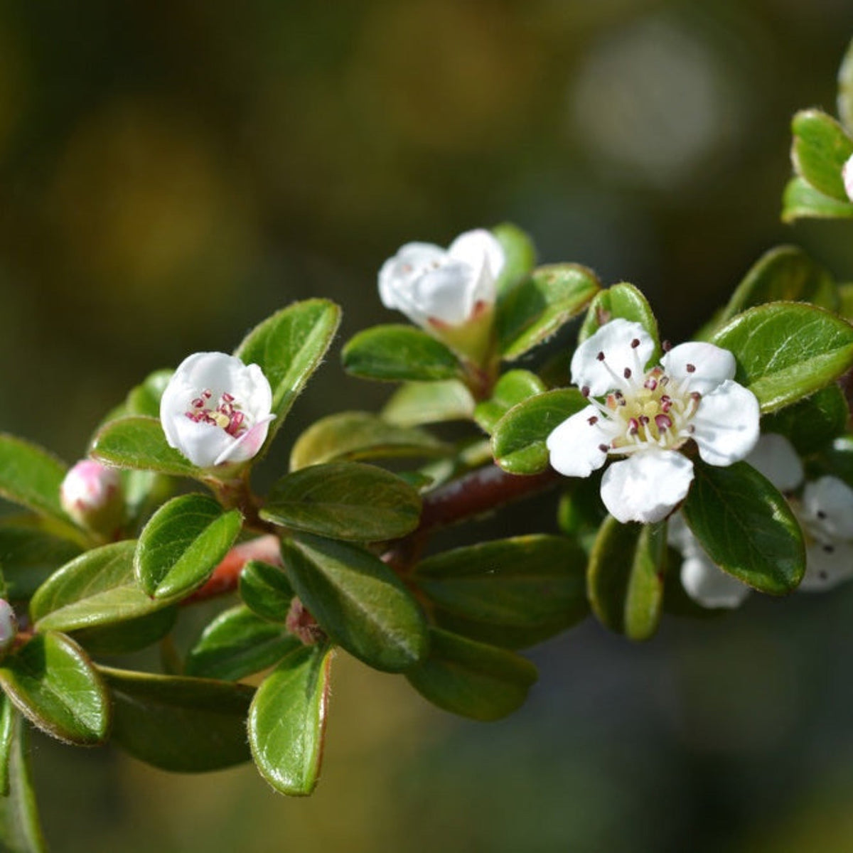 Coral Beauty Cotoneaster – Berrying Evergreen Groundcover