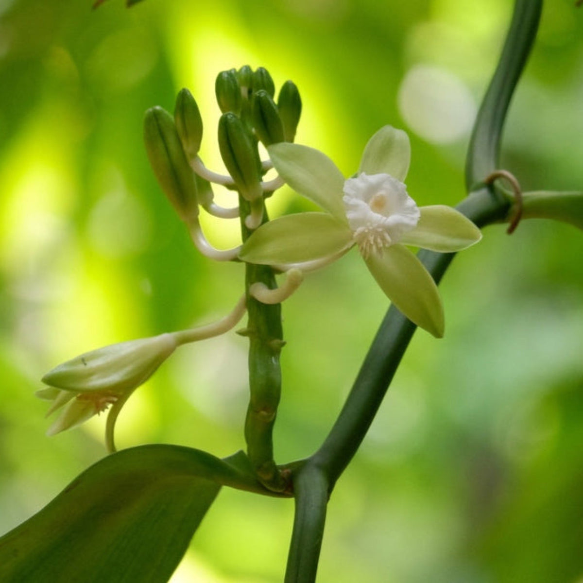 Vanilla Bean Orchid – Tropical Climbing Vanilla Vine