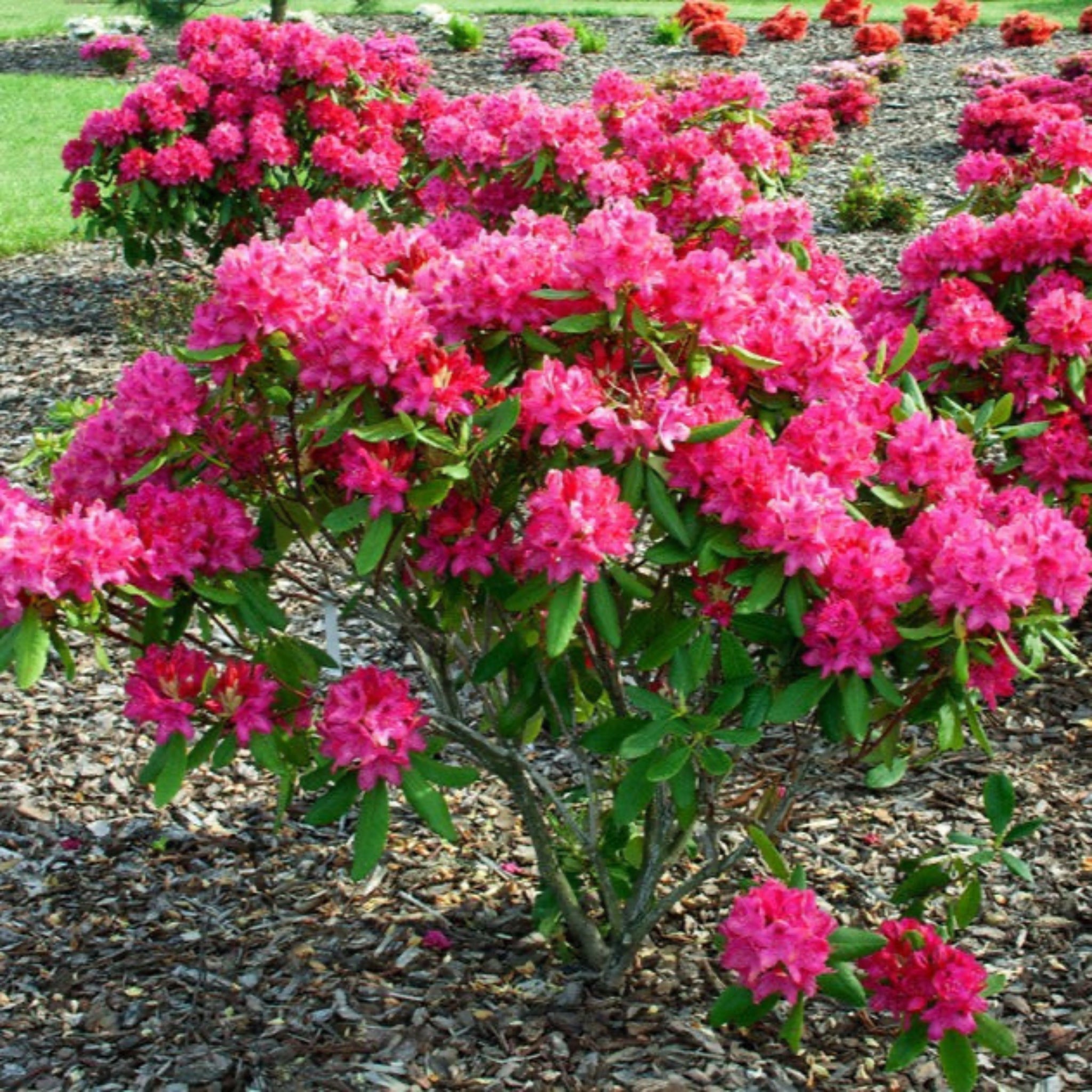 Henderson Garden Supply