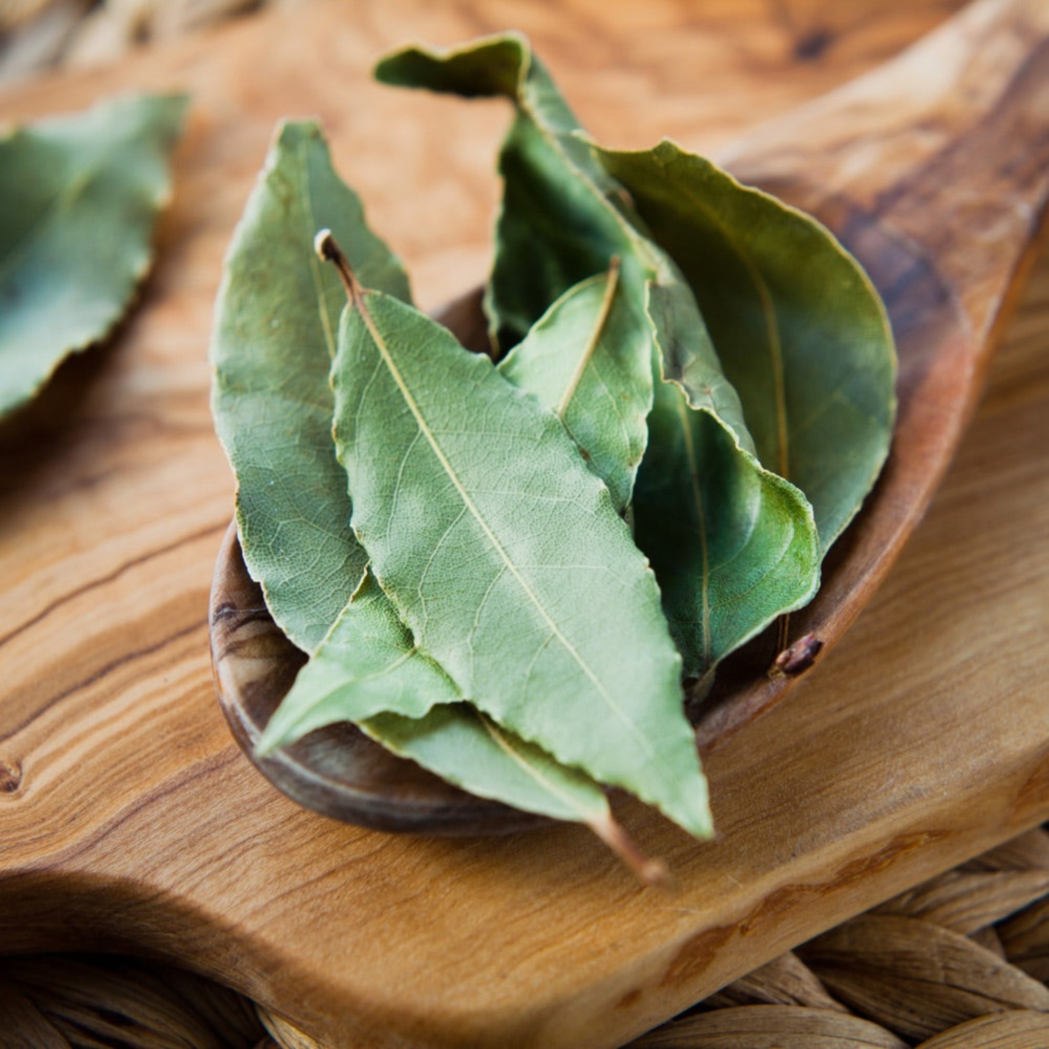 Bay Laurel Tree (Laurus nobilis) | Culinary & Ornamental Evergreen