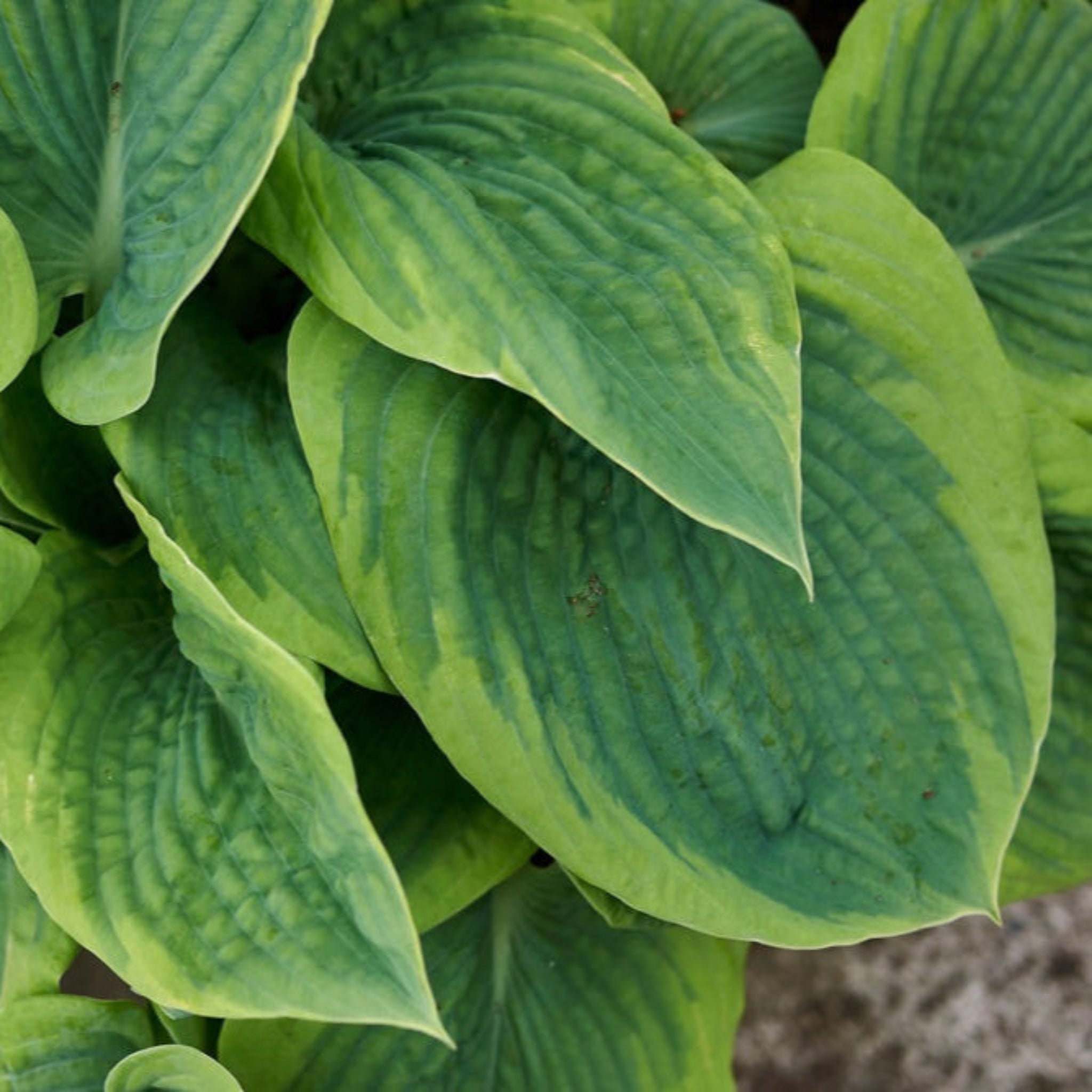 Close-up of green hosta leaves with a blurred background.  Henderson Garden Supply