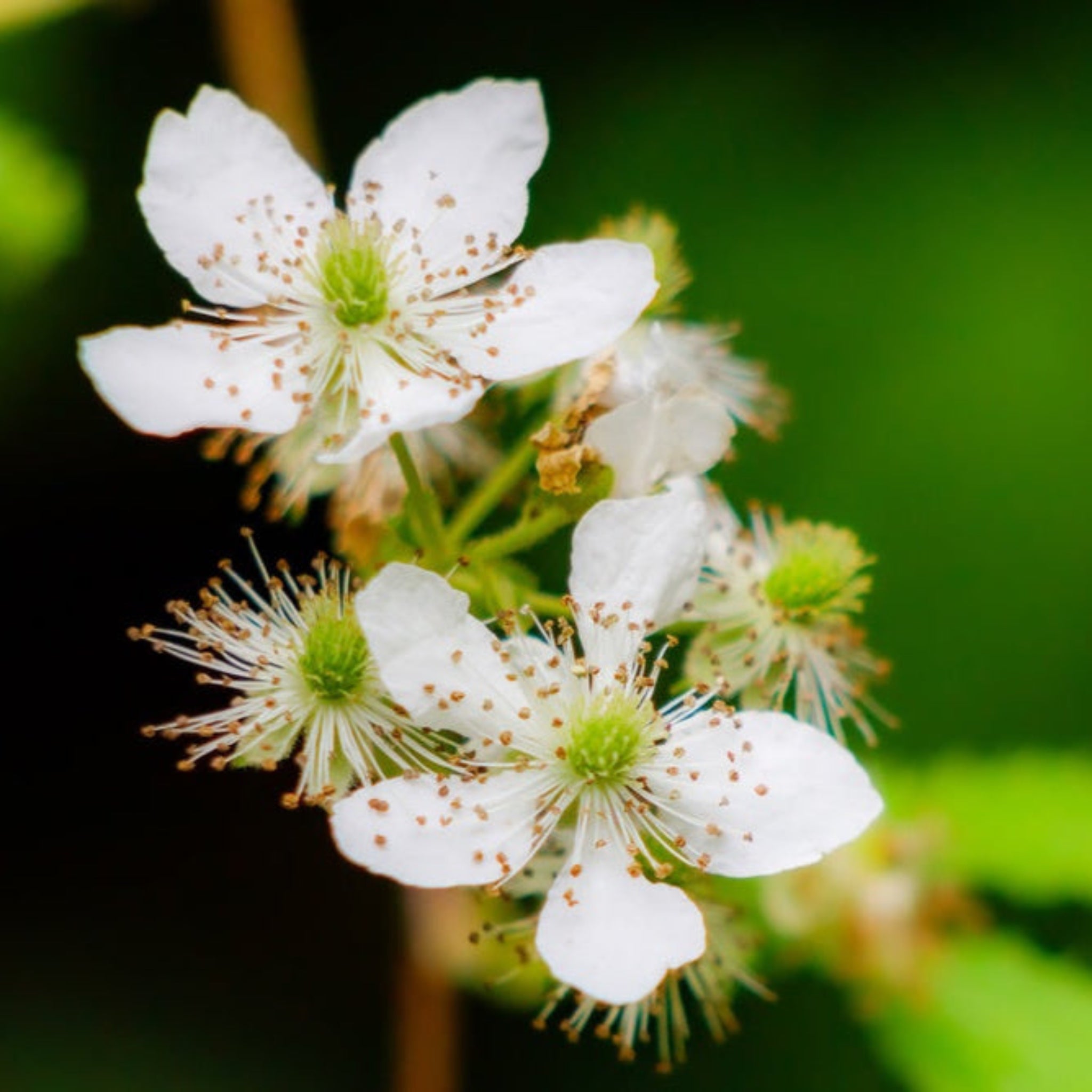Close-up of white flowers with green centers on a blurred green background.  Henderson Garden Supply