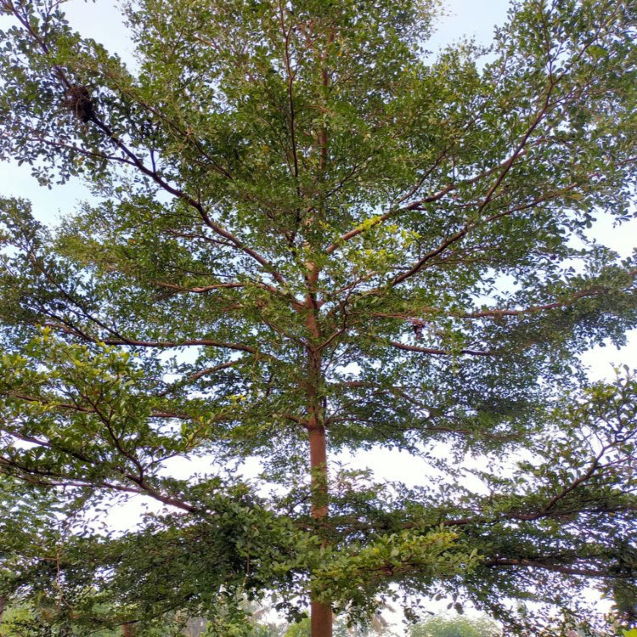 Tall tree with a thick trunk and abundant green leaves against a clear sky.  Henderson Garden Supply