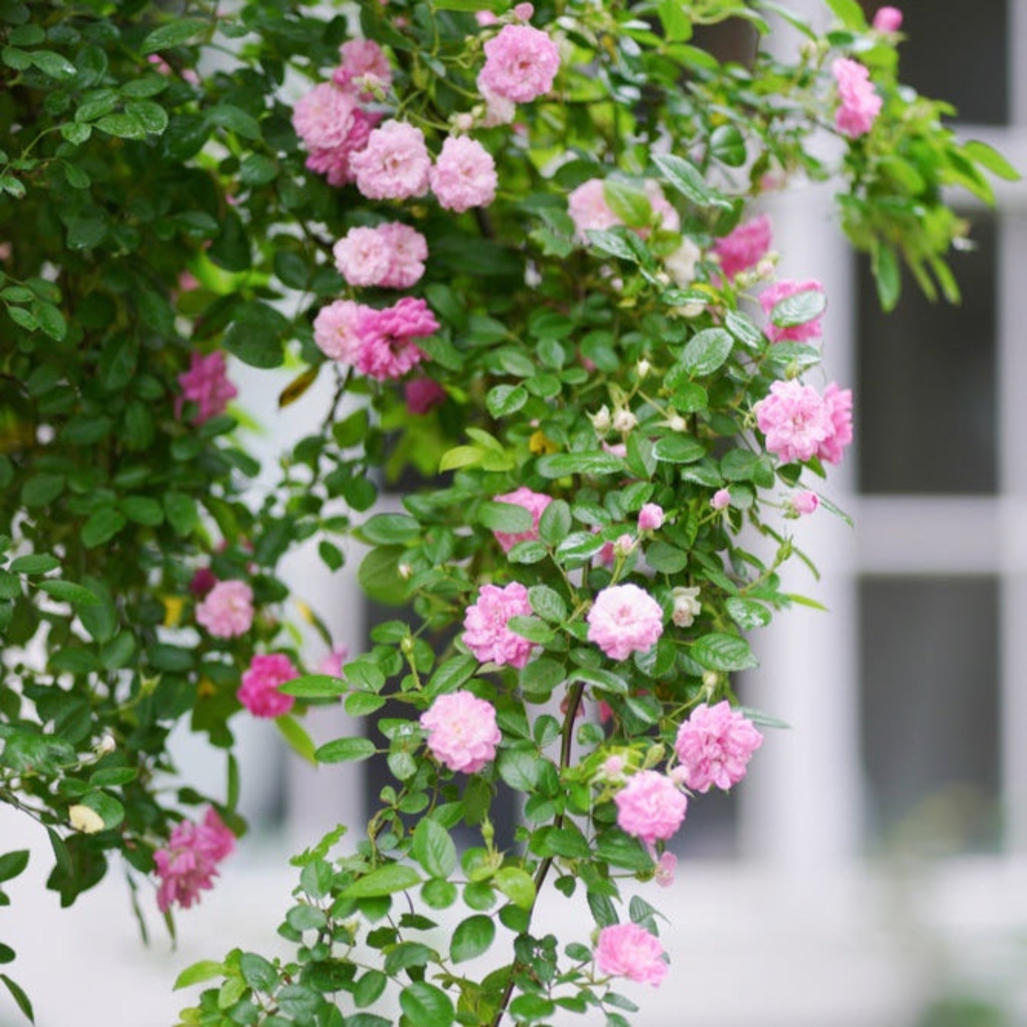 Pink flowers with green leaves against a blurred background - Henderson Garden Supply