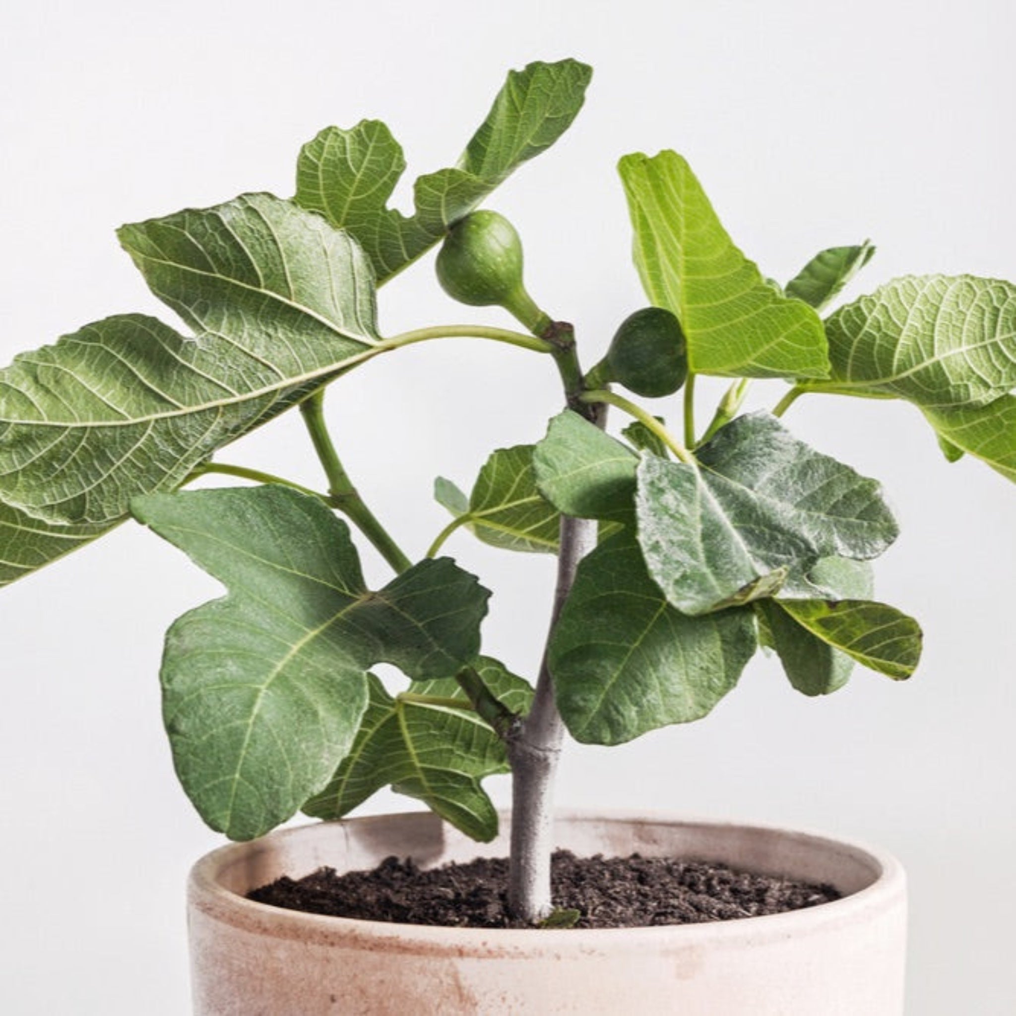 Potted plant with green leaves on a white background.  Henderson Garden Supply