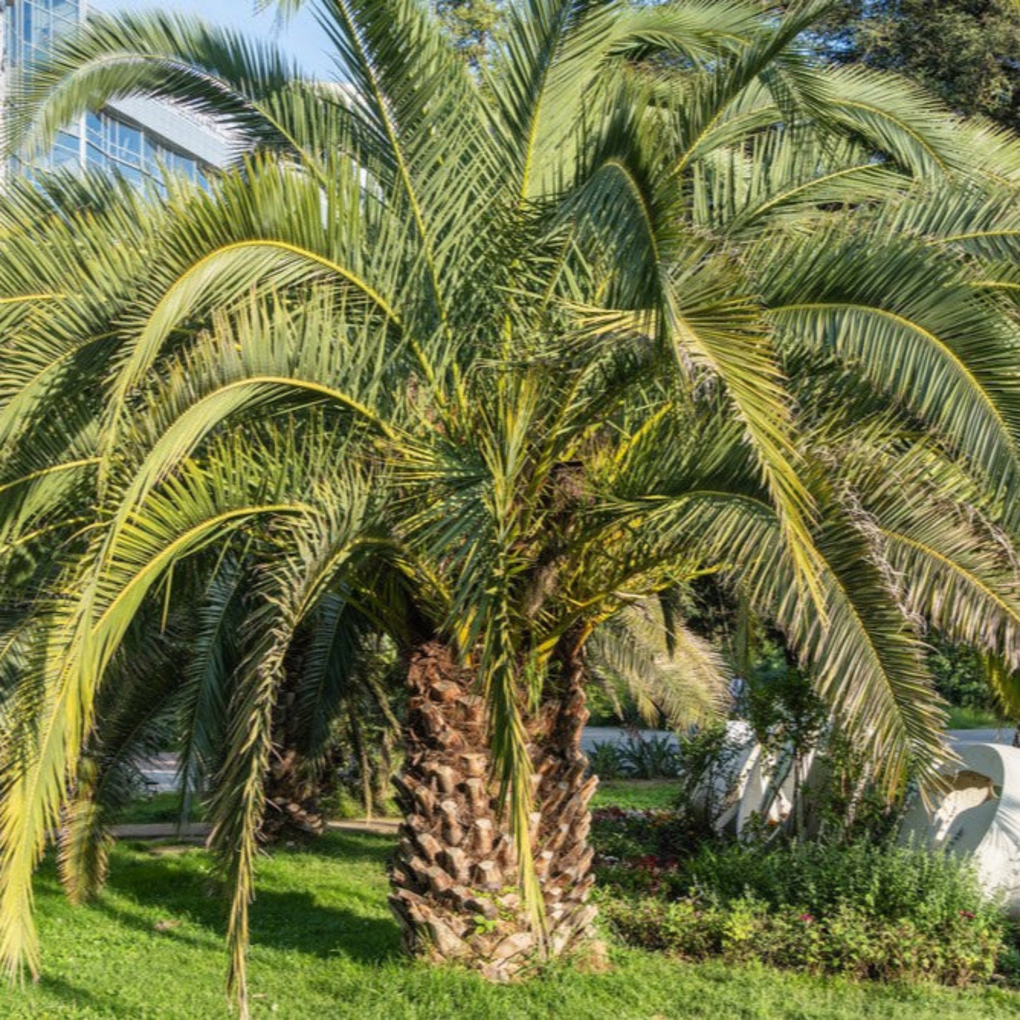 Pindo Palm Tree (Butia capitata) – Cold-Hardy Jelly Palm with Edible Fruit