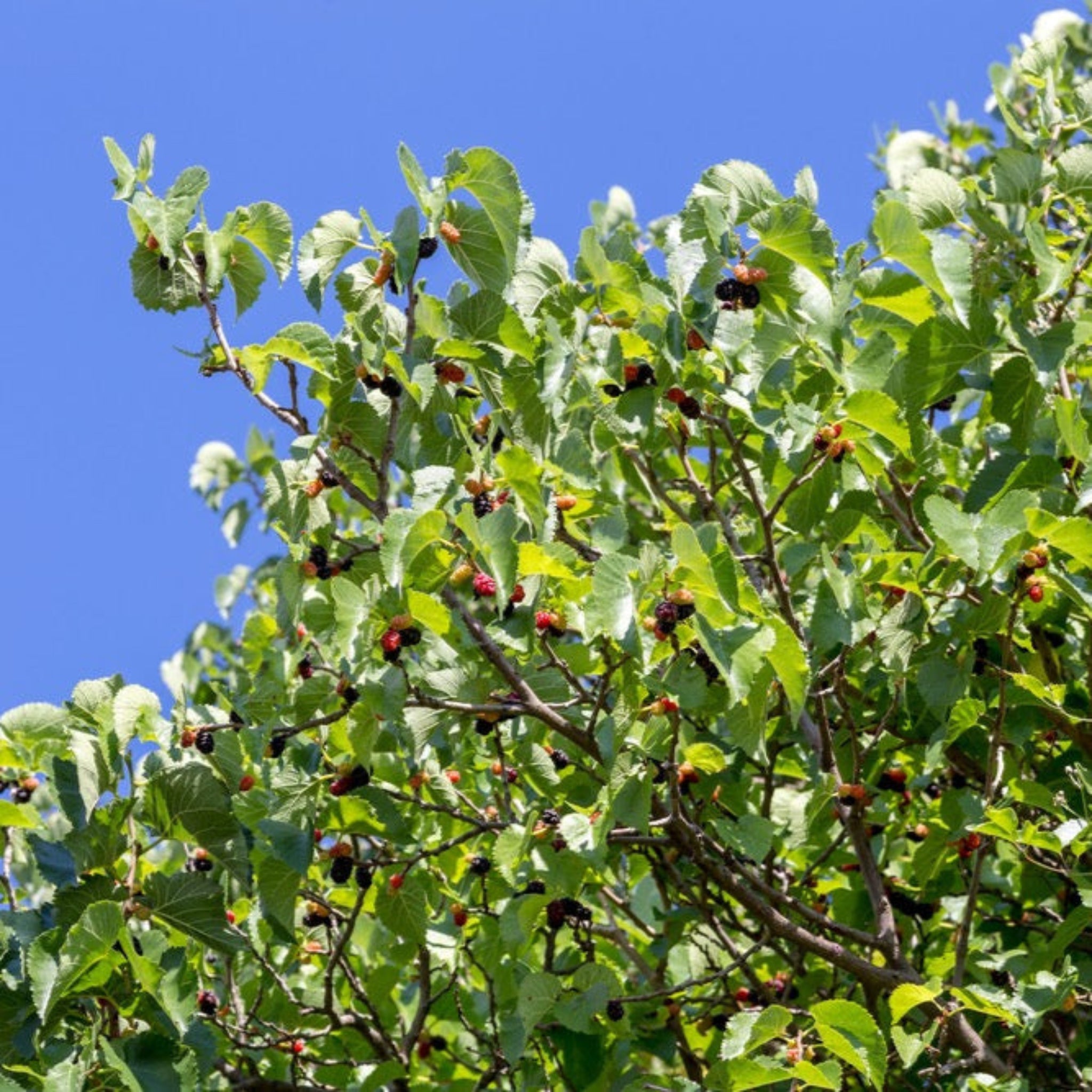 Tree with green leaves and small fruits against a clear blue sky.  Henderson Garden Supply
