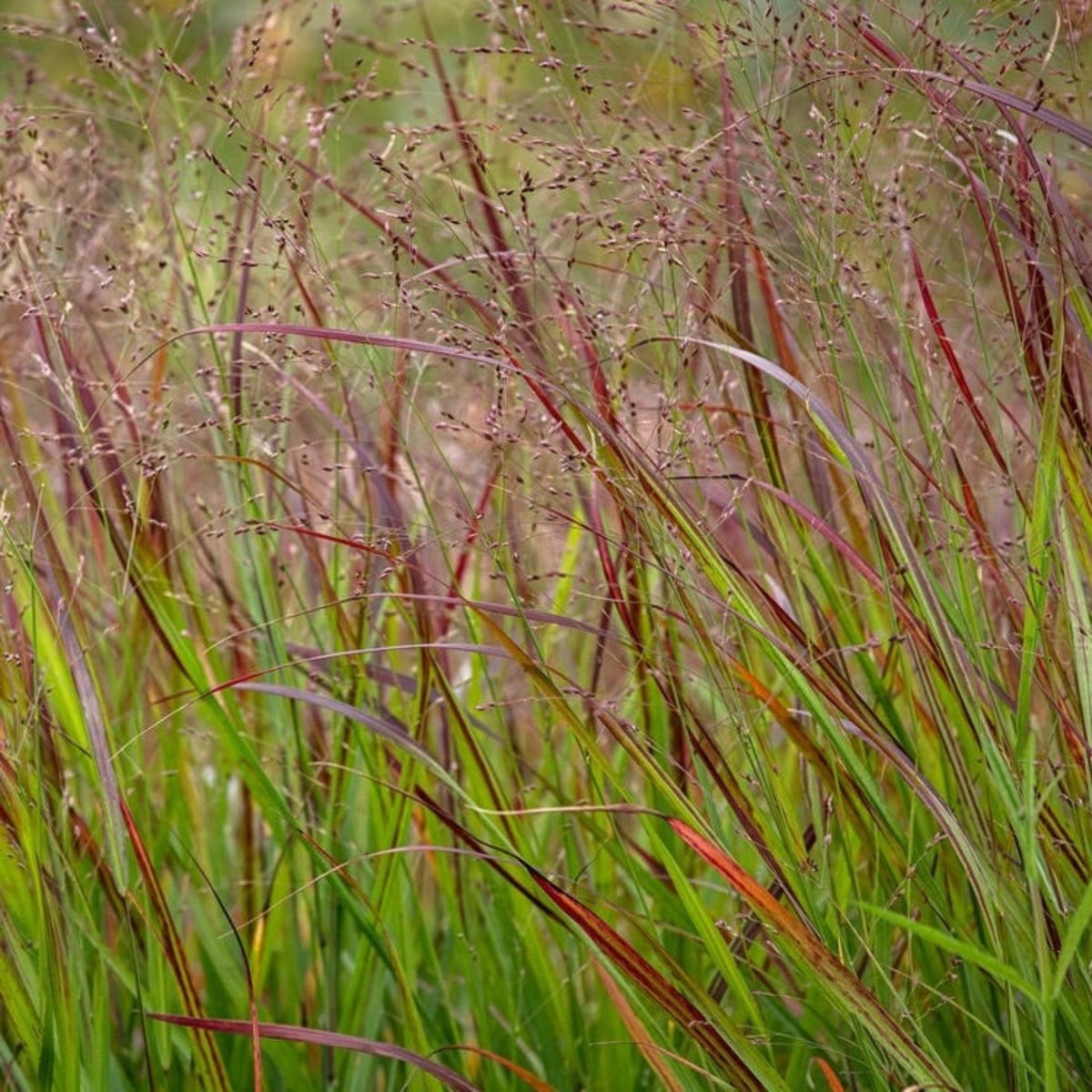 Shenandoah Switch Grass – Red-Tipped Ornamental Grass