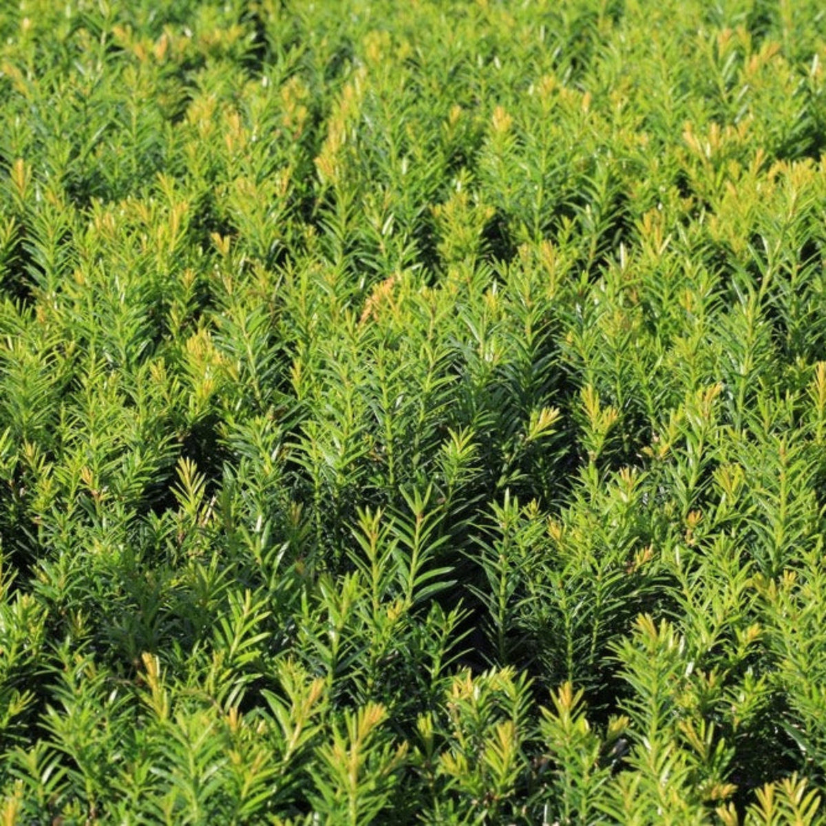 Dense Spreading Yew – Evergreen Shrub for Hedges & Borders
