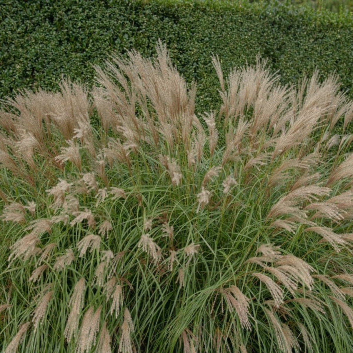 Adagio Maiden Grass – Dwarf Ornamental Grass