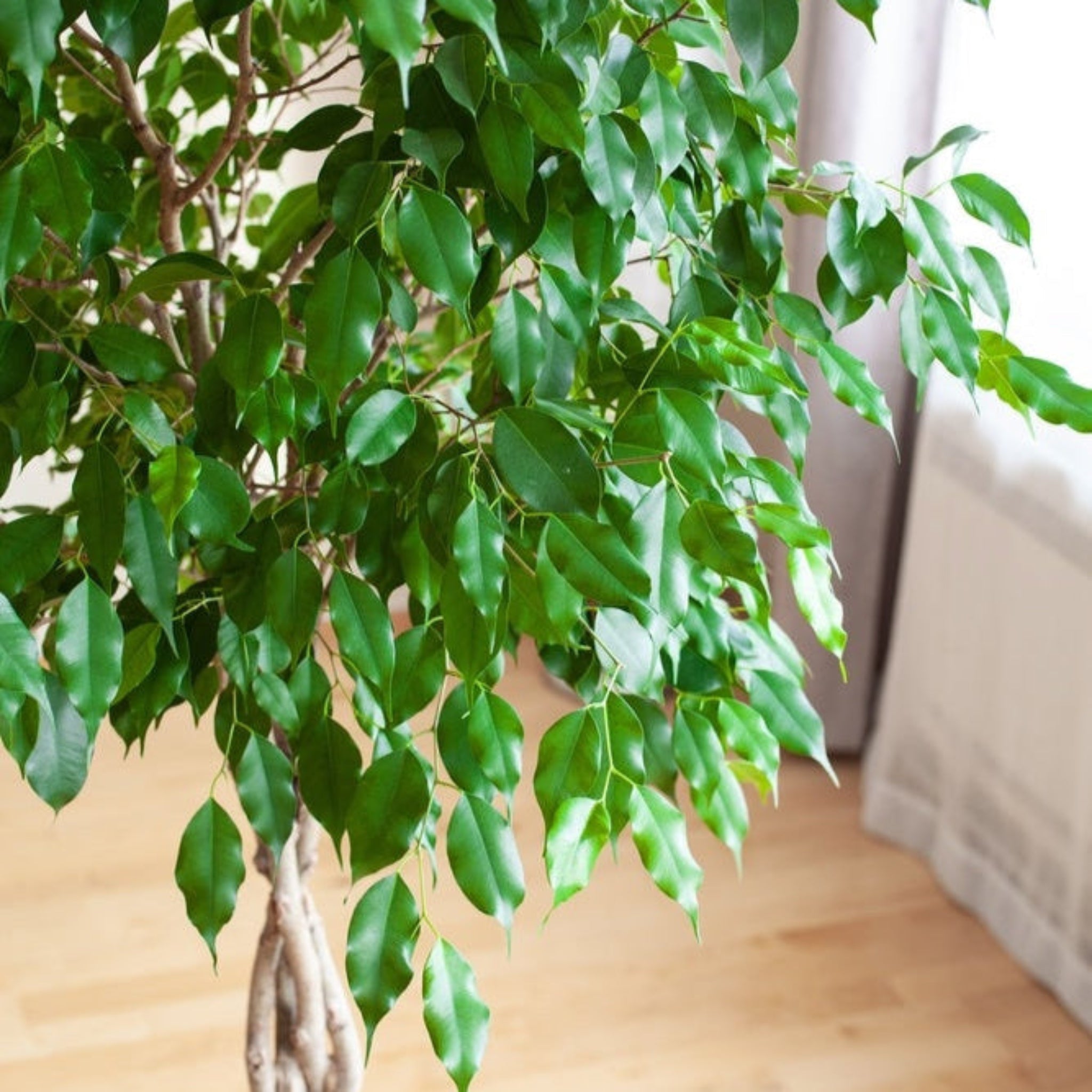Green potted plant with large leaves on a wooden floor.  Henderson Garden Supply