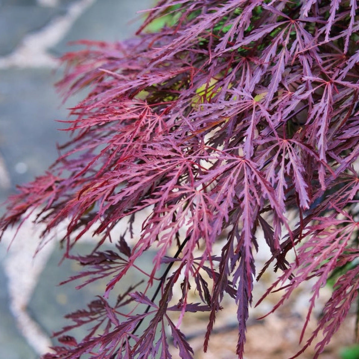 Crimson Queen Japanese Maple – Red Laceleaf Tree