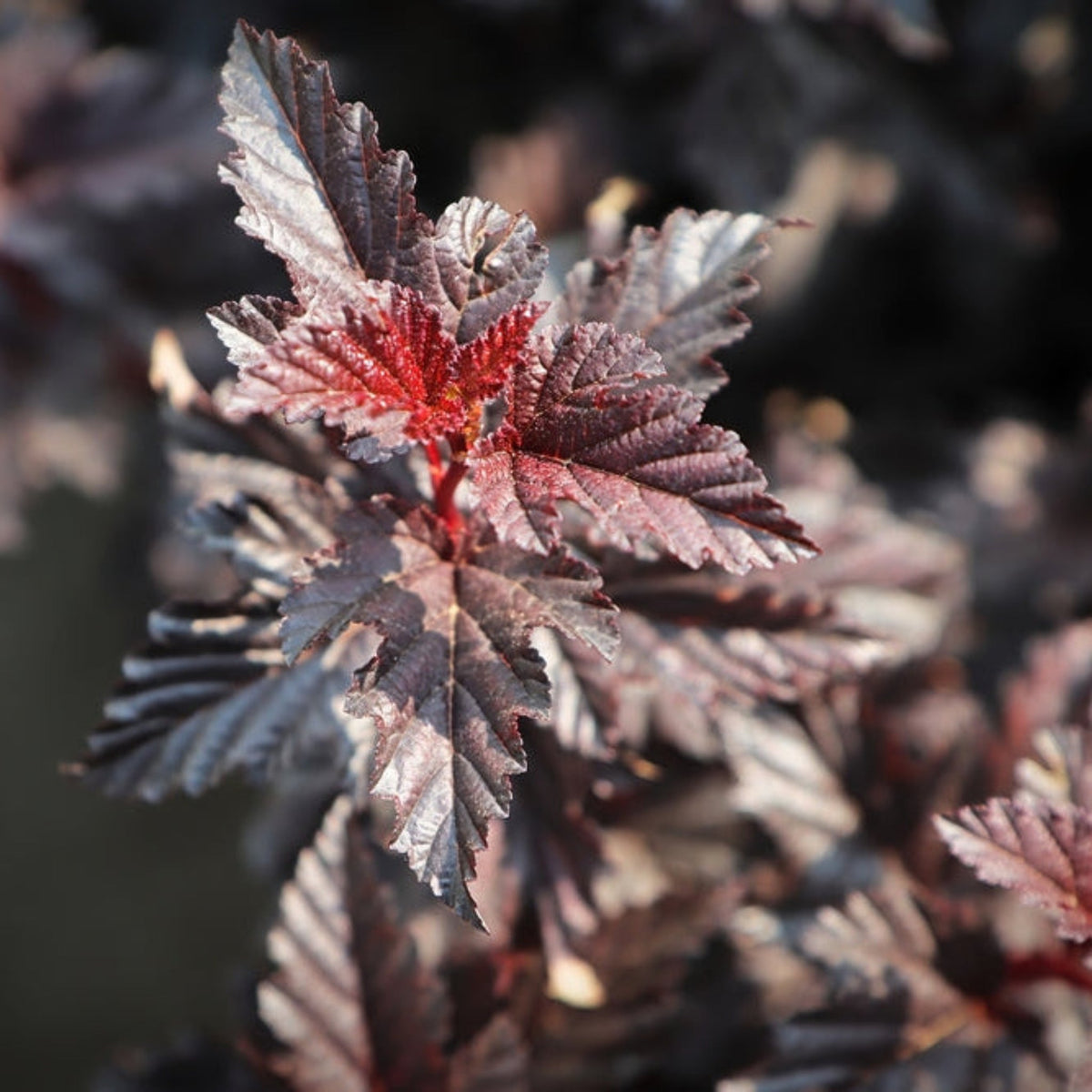 Summer Wine® Ninebark – Purple Foliage & White Flowers