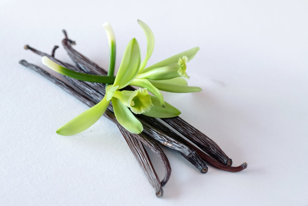 Vanilla Bean Orchid – Tropical Climbing Vanilla Vine