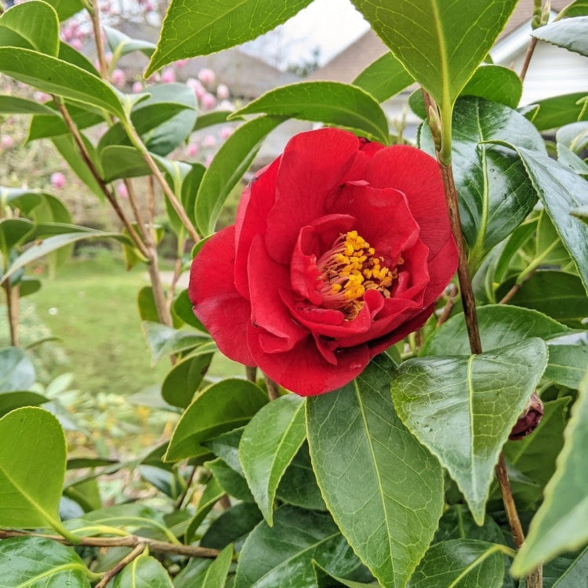 Greensboro Red Camellia – Red Blooms & Evergreen Foliage