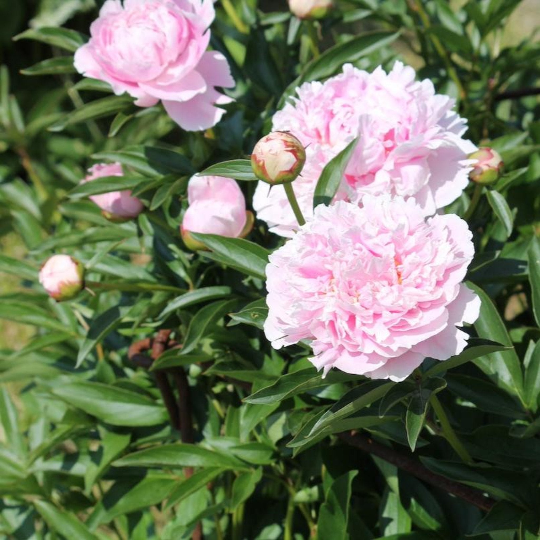 Pink peony flowers with green leaves in a garden setting.  Henderson Garden Supply