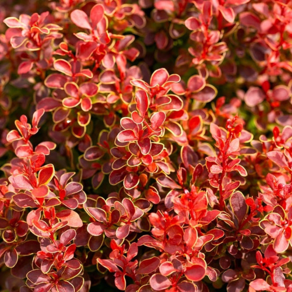 Orange Rocket Barberry – Upright Shrub with Coral Foliage
