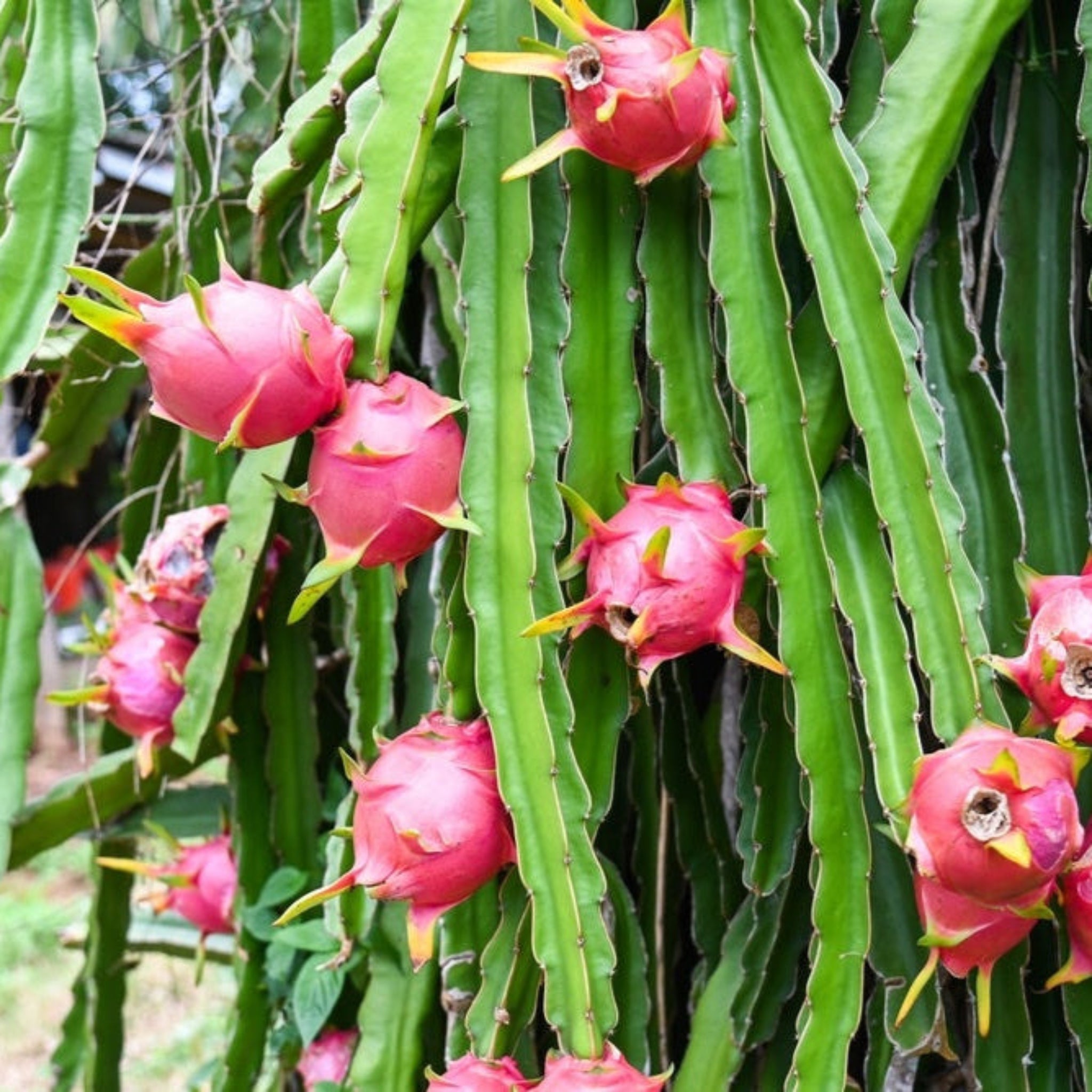 Pink dragon fruits growing on a green cactus plant.  Henderson Garden Supply
