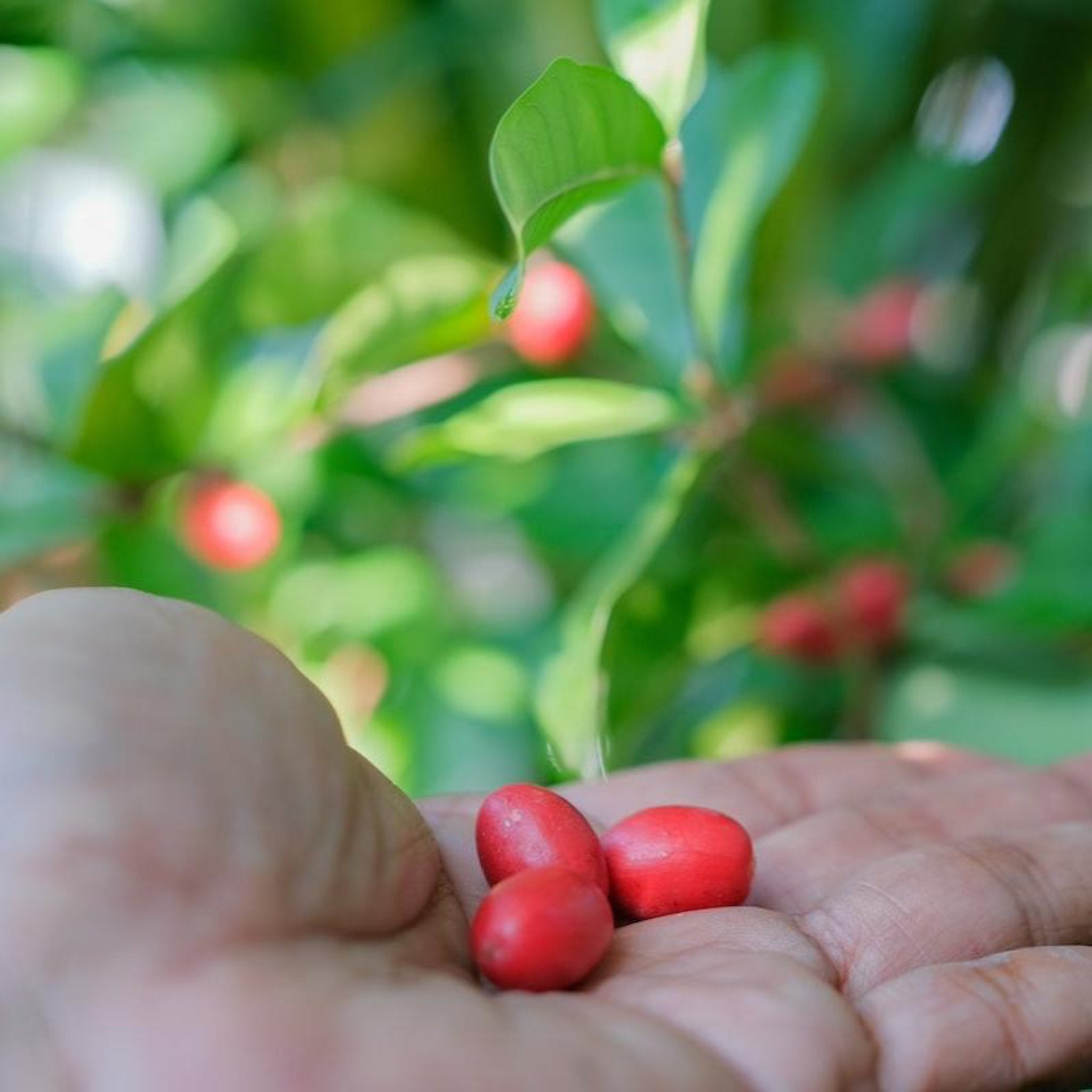 Miracle Fruit Plant (Synsepalum dulcificum) | Live 3-Gallon
