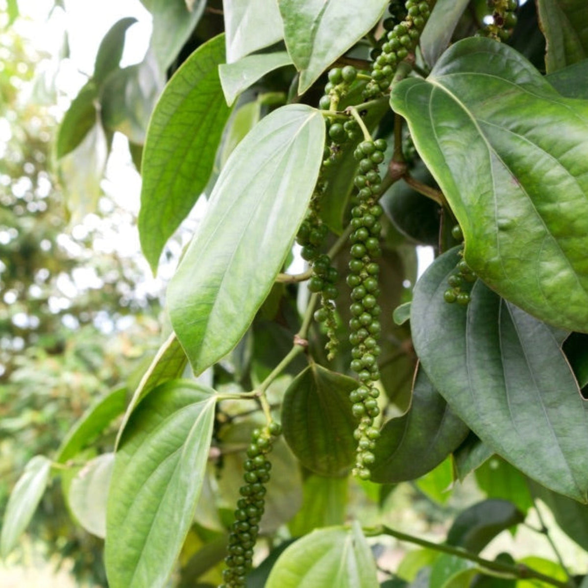 Black Pepper Plant – Piper nigrum Tropical Vine