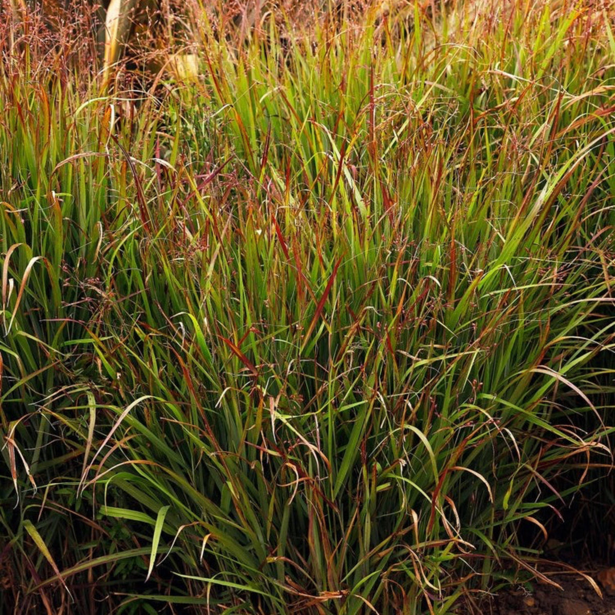 Shenandoah Switch Grass – Red-Tipped Ornamental Grass