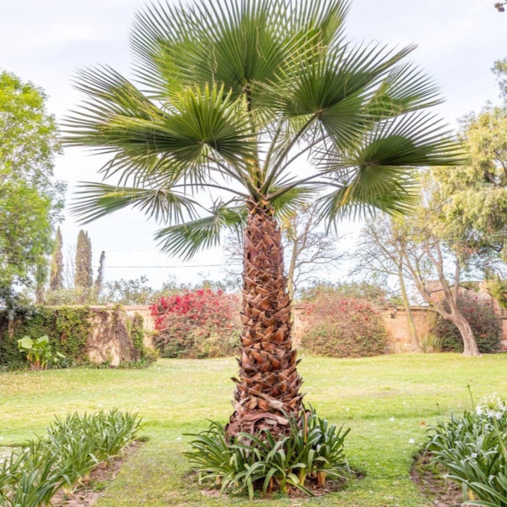 Palm tree in a garden setting with grass and other plants.  Henderson Garden Supply
