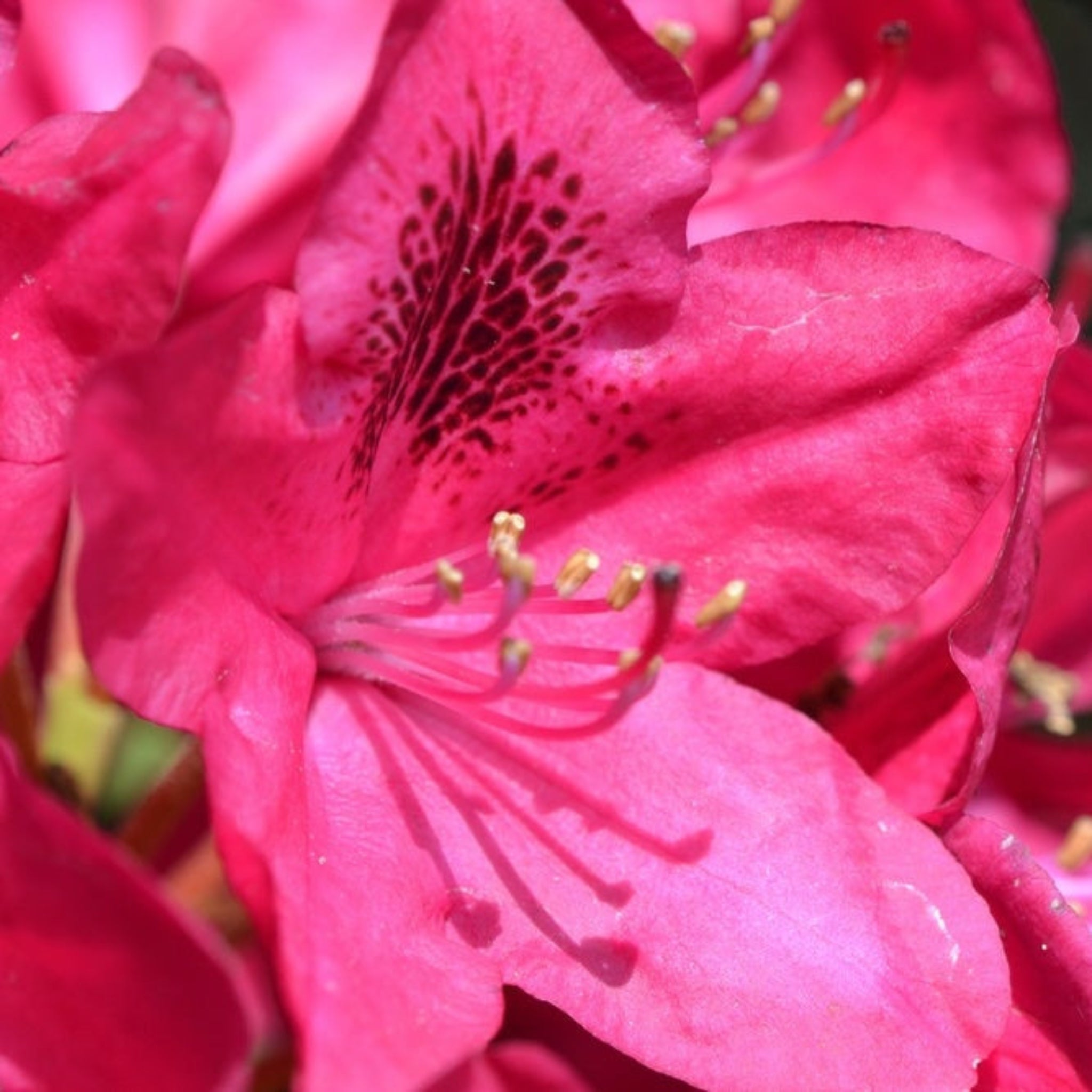 Henderson Garden Supply