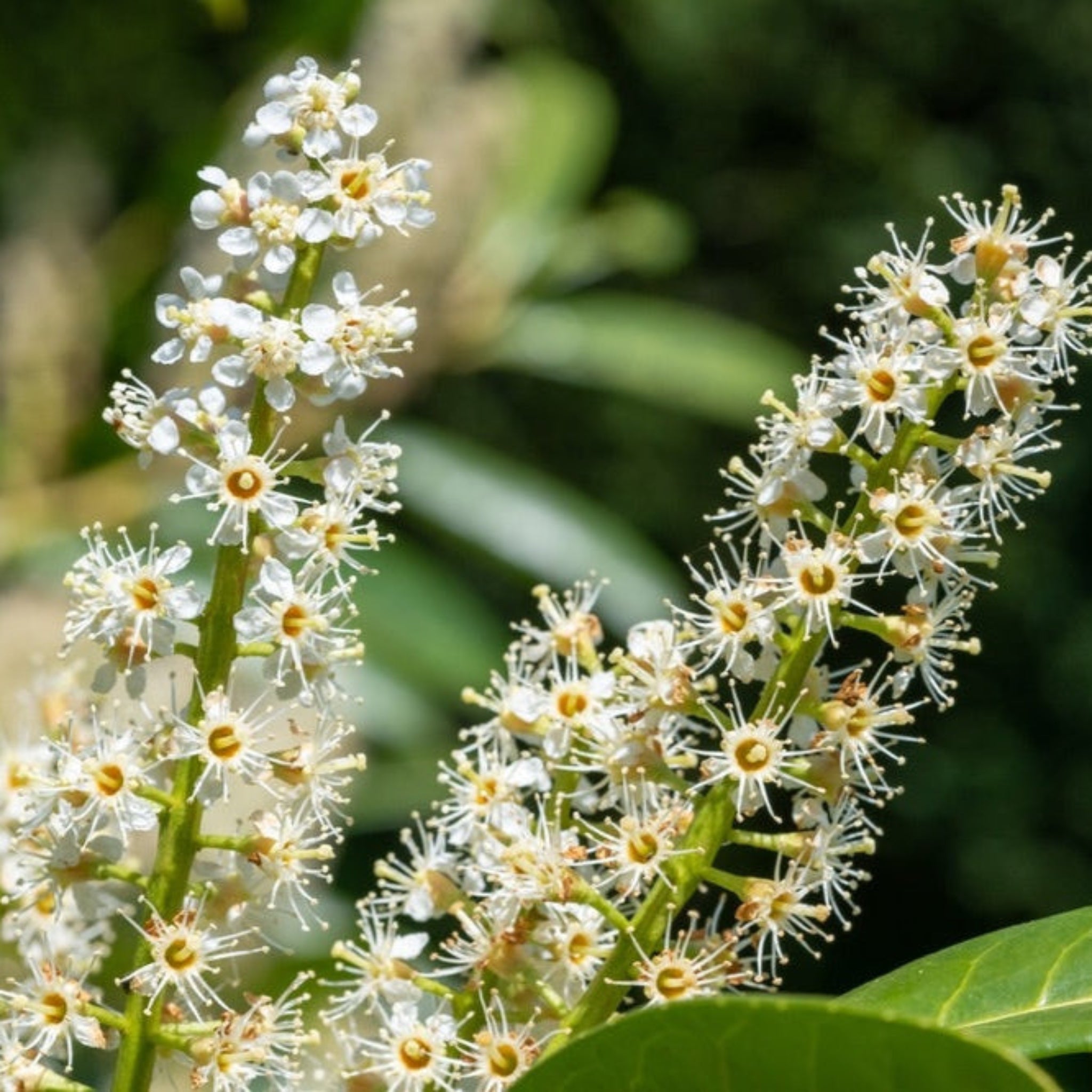 Close-up of white flowers with green leaves on a blurred natural background - Henderson Garden Supply
