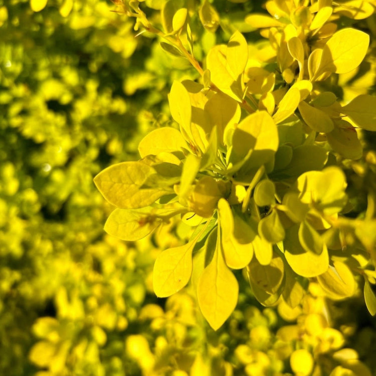 Golden Barberry – Golden Foliage Deciduous Shrub