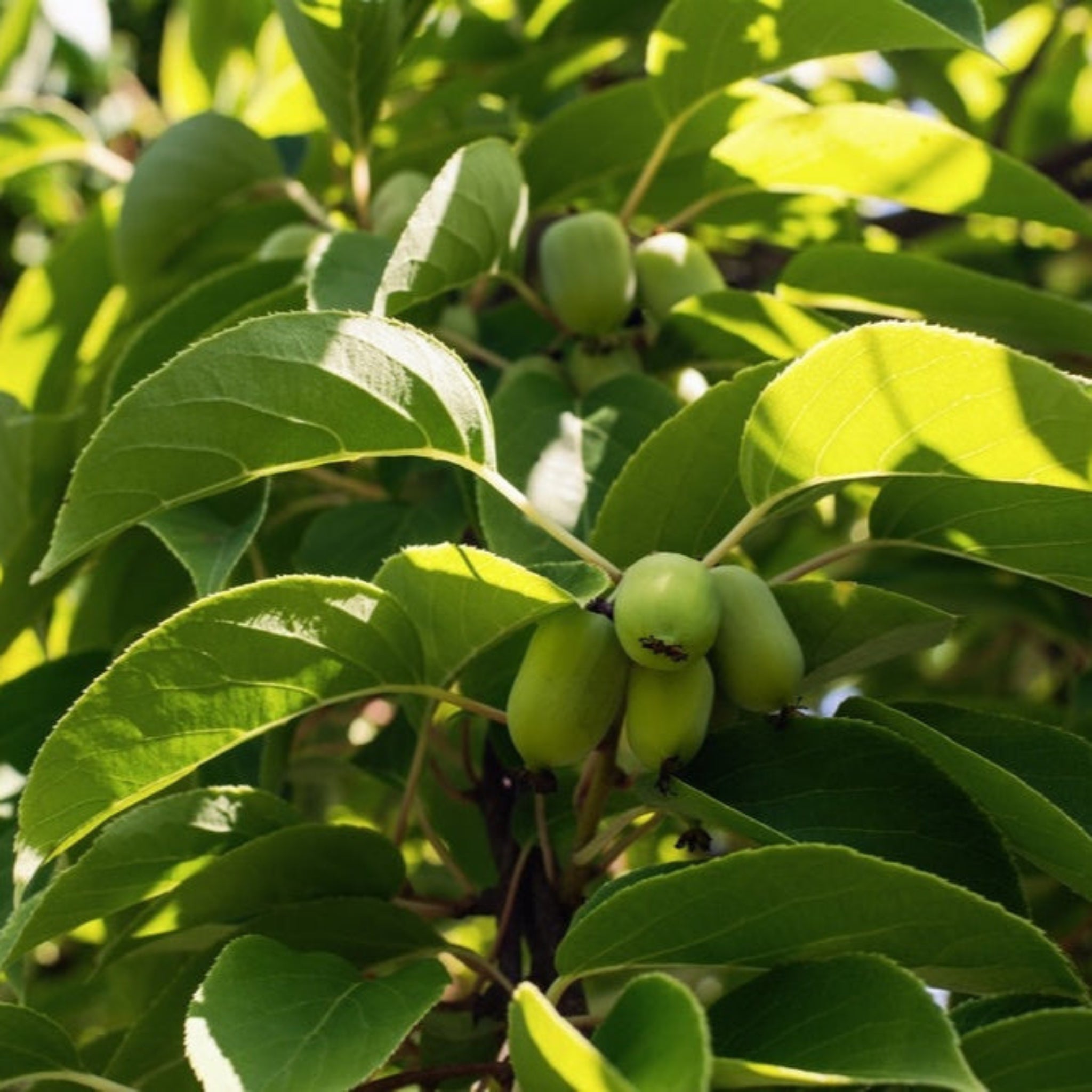 Green fruits on a tree branch with leaves.  Henderson Garden Supply