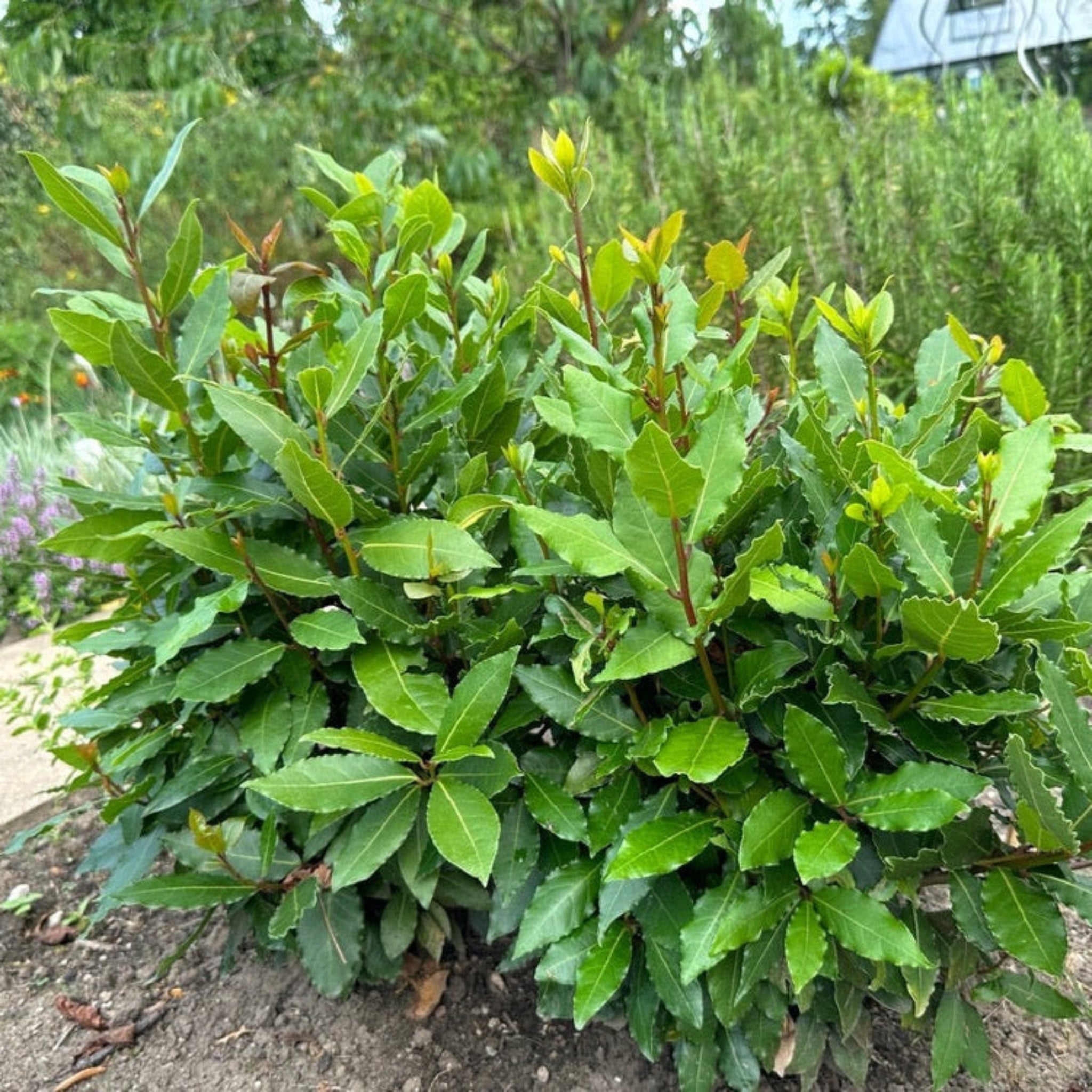 Bay Laurel Tree (Laurus nobilis) | Culinary & Ornamental Evergreen