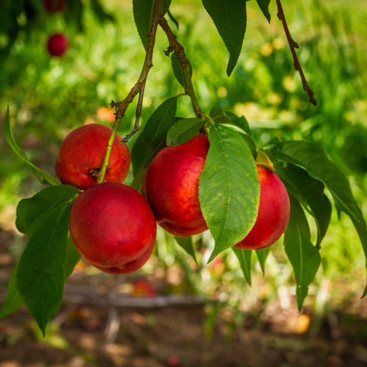 Flavortop Nectarine Tree – Yellow Freestone Fruit