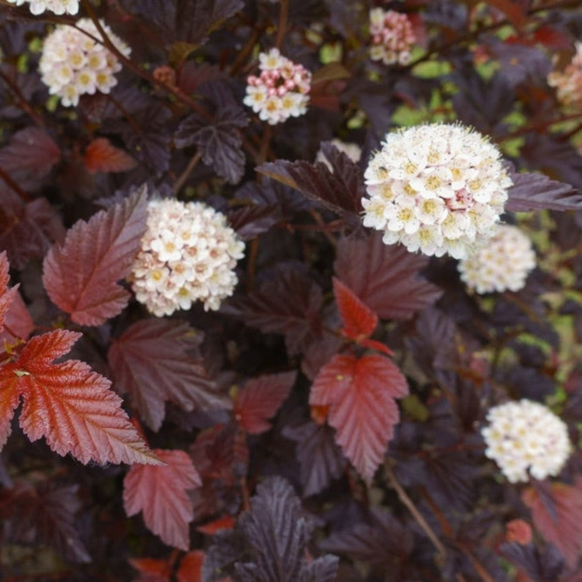 Ginger Wine® Ninebark – Orange-to-Burgundy Foliage Shrub