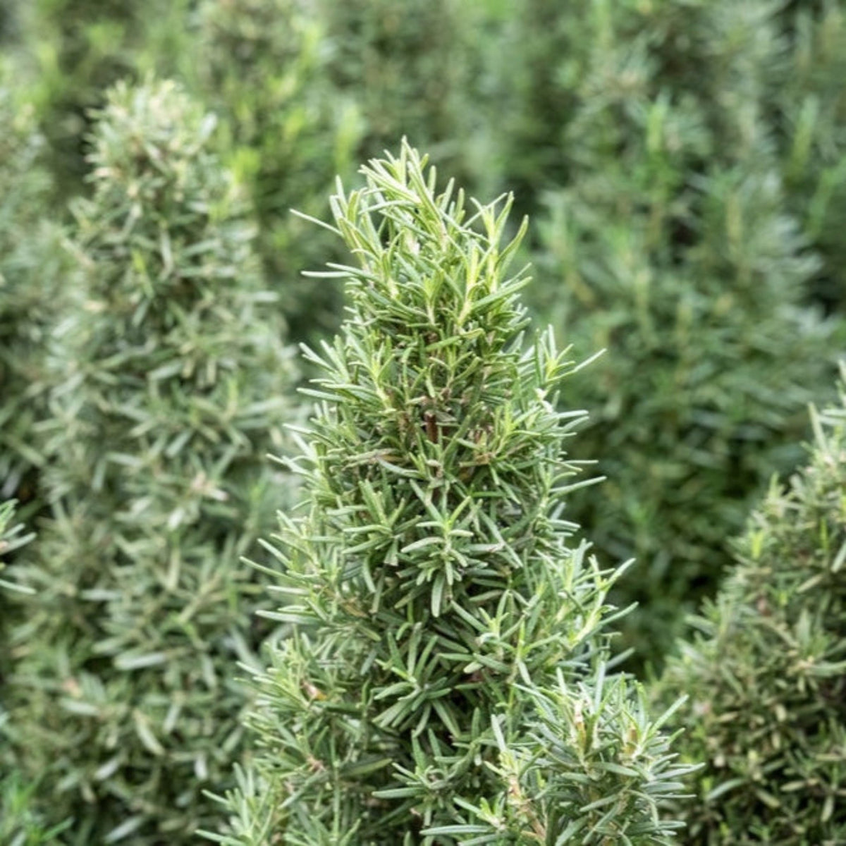 Tuscan Blue Rosemary – Aromatic Evergreen Herb