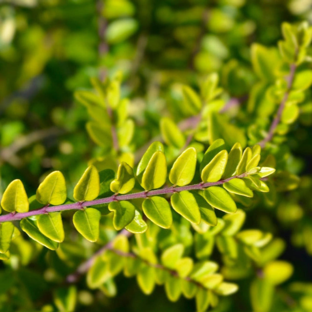 Thunderbolt® Box Honeysuckle – Chartreuse Foliage Shrub