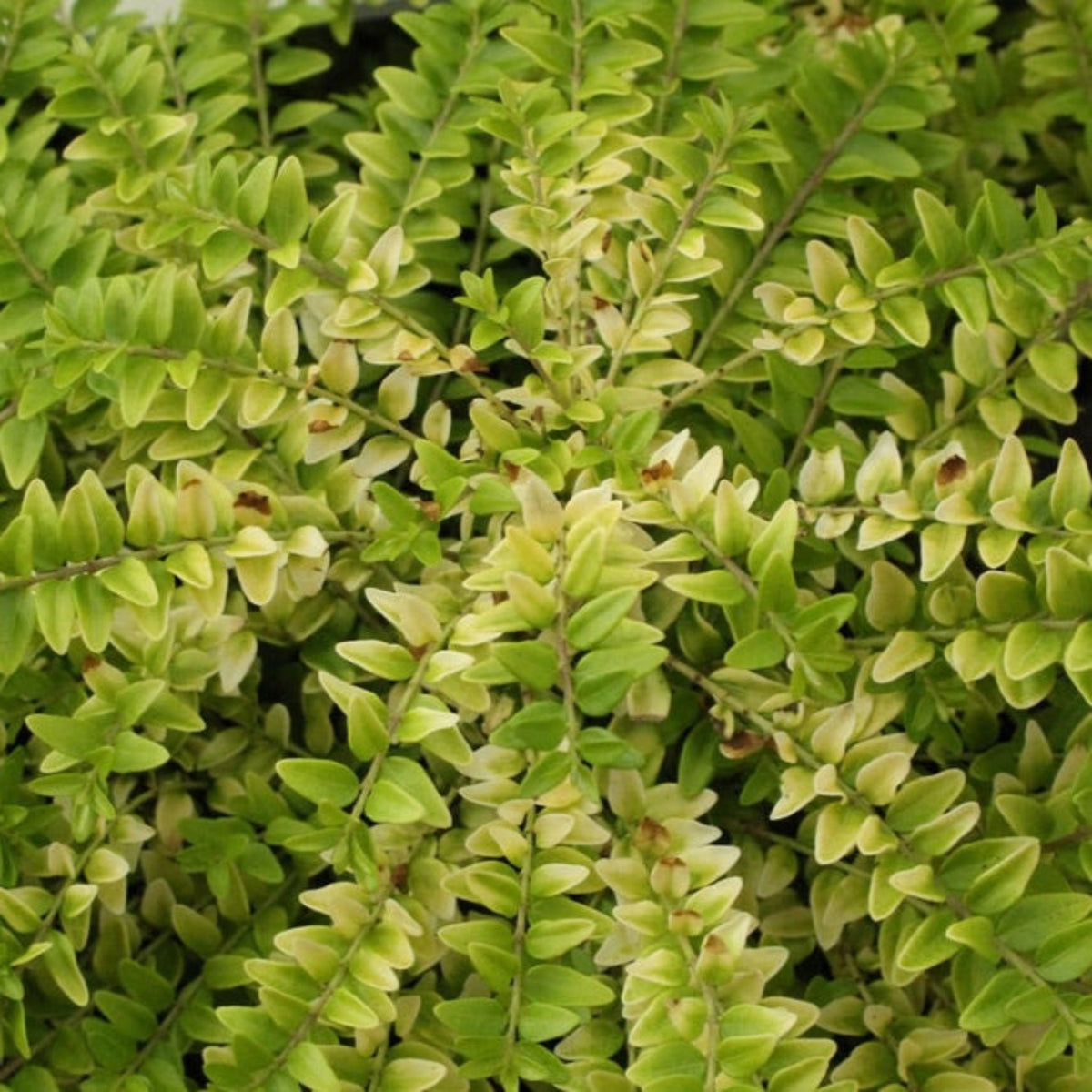 Thunderbolt® Box Honeysuckle – Chartreuse Foliage Shrub