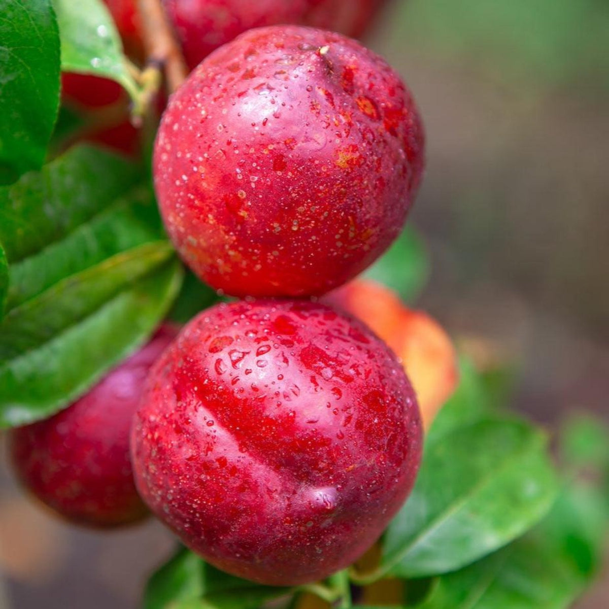 Flavortop Nectarine Tree – Yellow Freestone Fruit