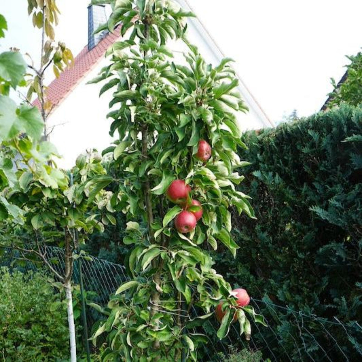 Apple tree with red apples in a garden setting.  Henderson Garden Supply