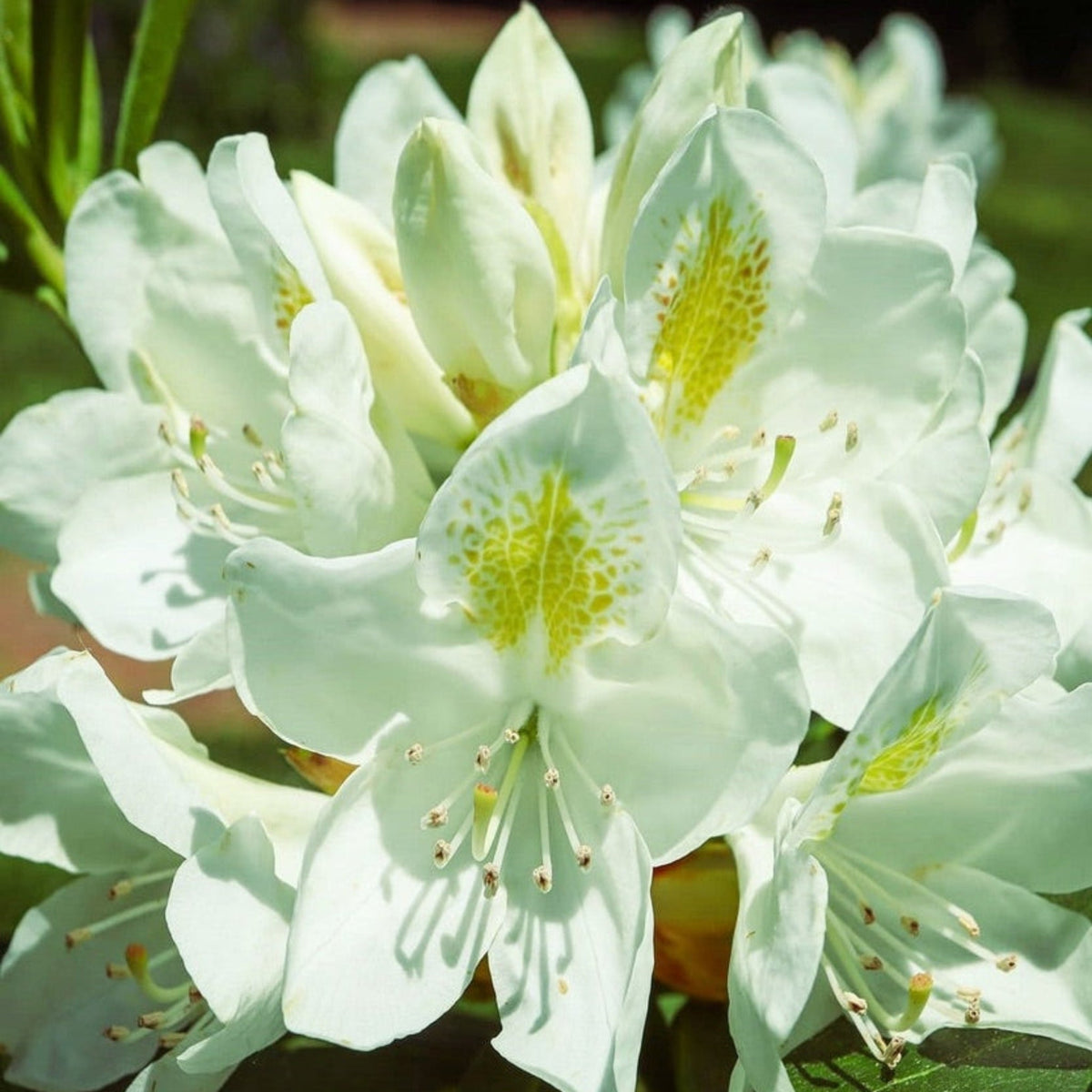 Chionoides Rhododendron – White-Blooming Evergreen Shrub