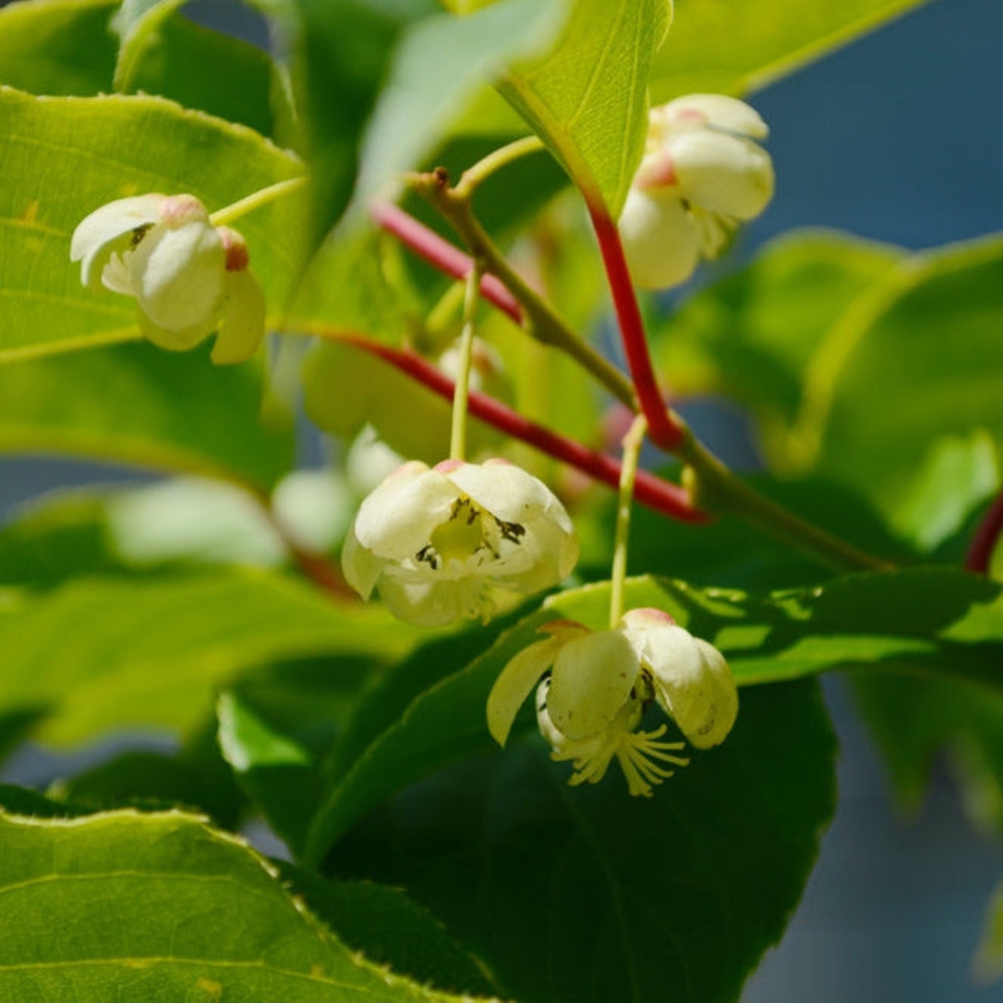 White flowers with green leaves on a branch against a blurred natural background.  Henderson Garden Supply