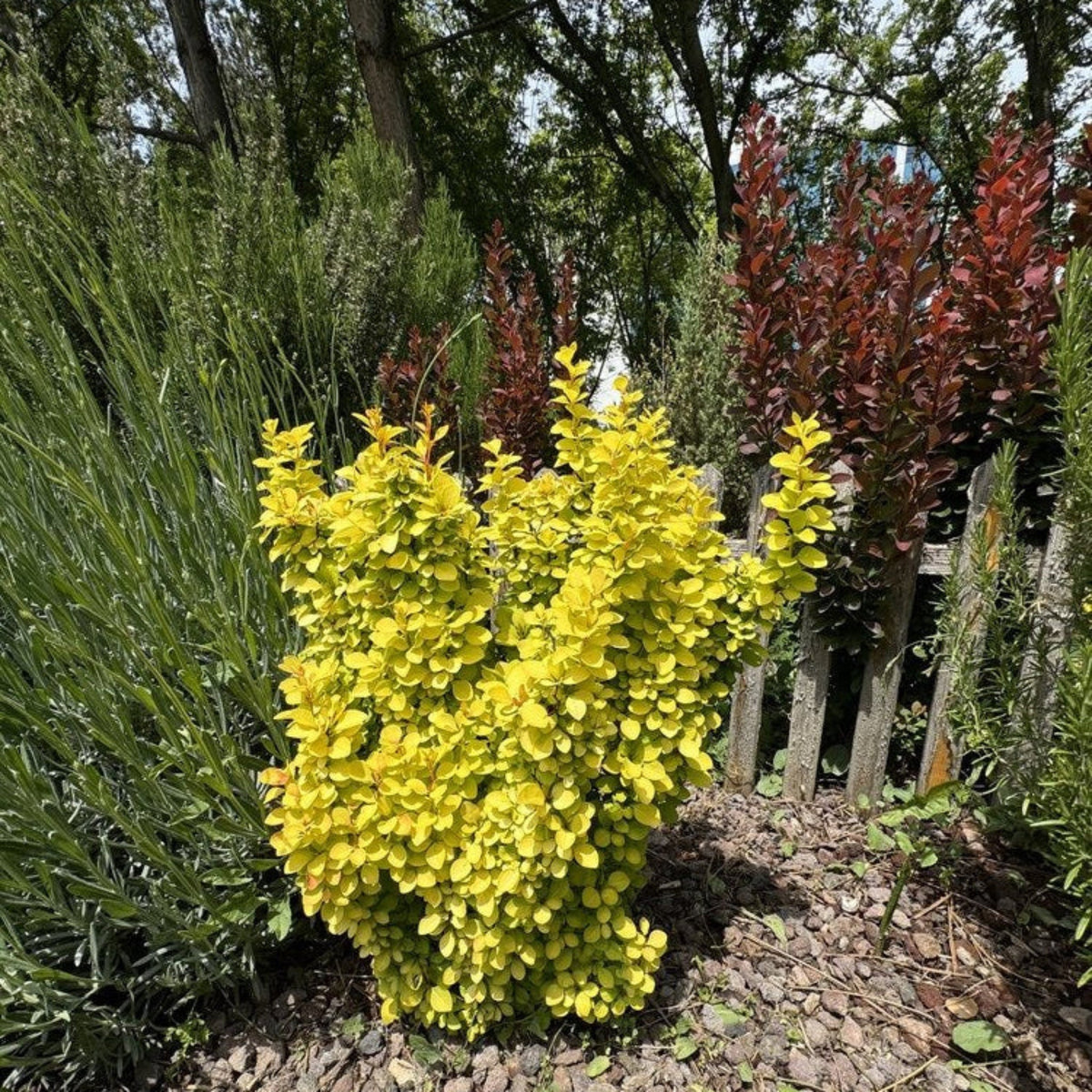 Golden Barberry – Golden Foliage Deciduous Shrub