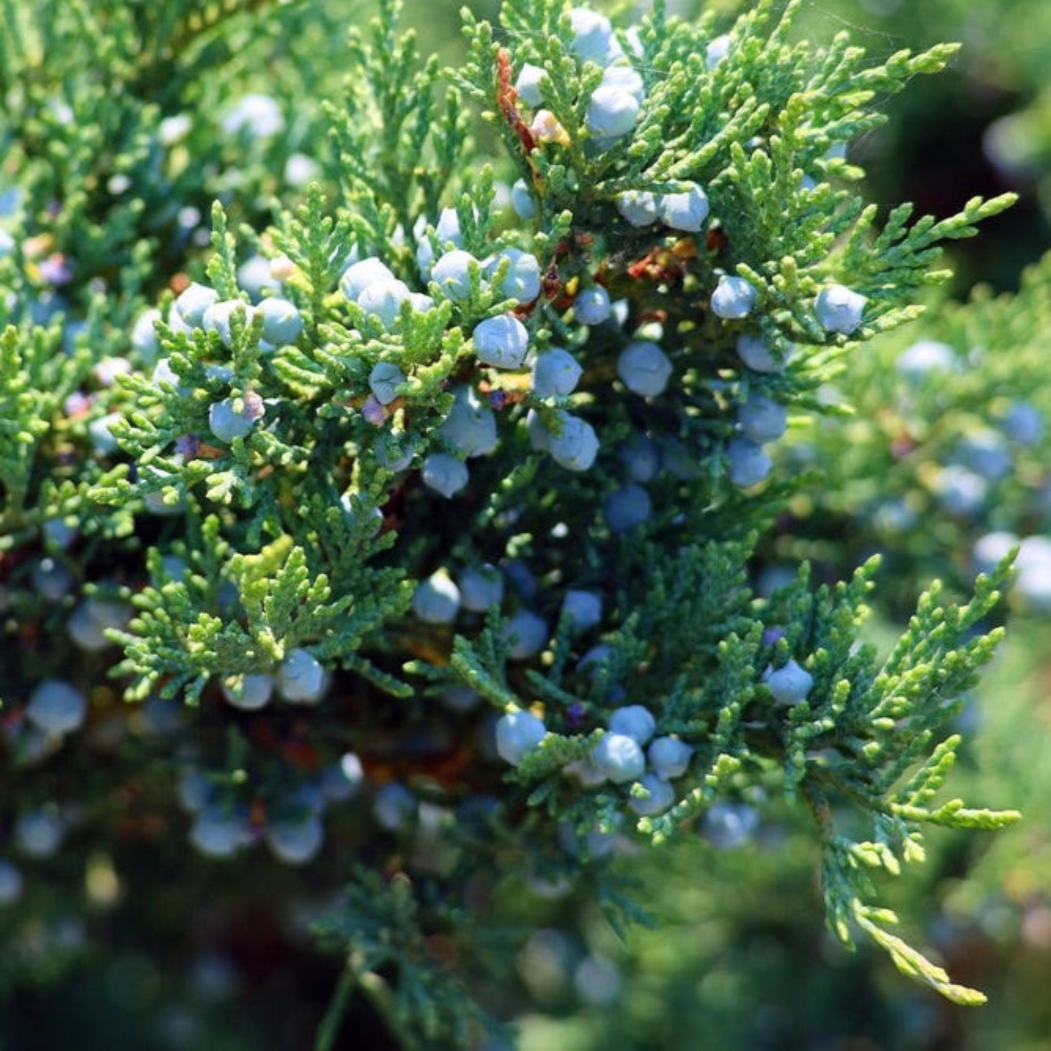 Eastern Red Cedar - Henderson Garden Supply