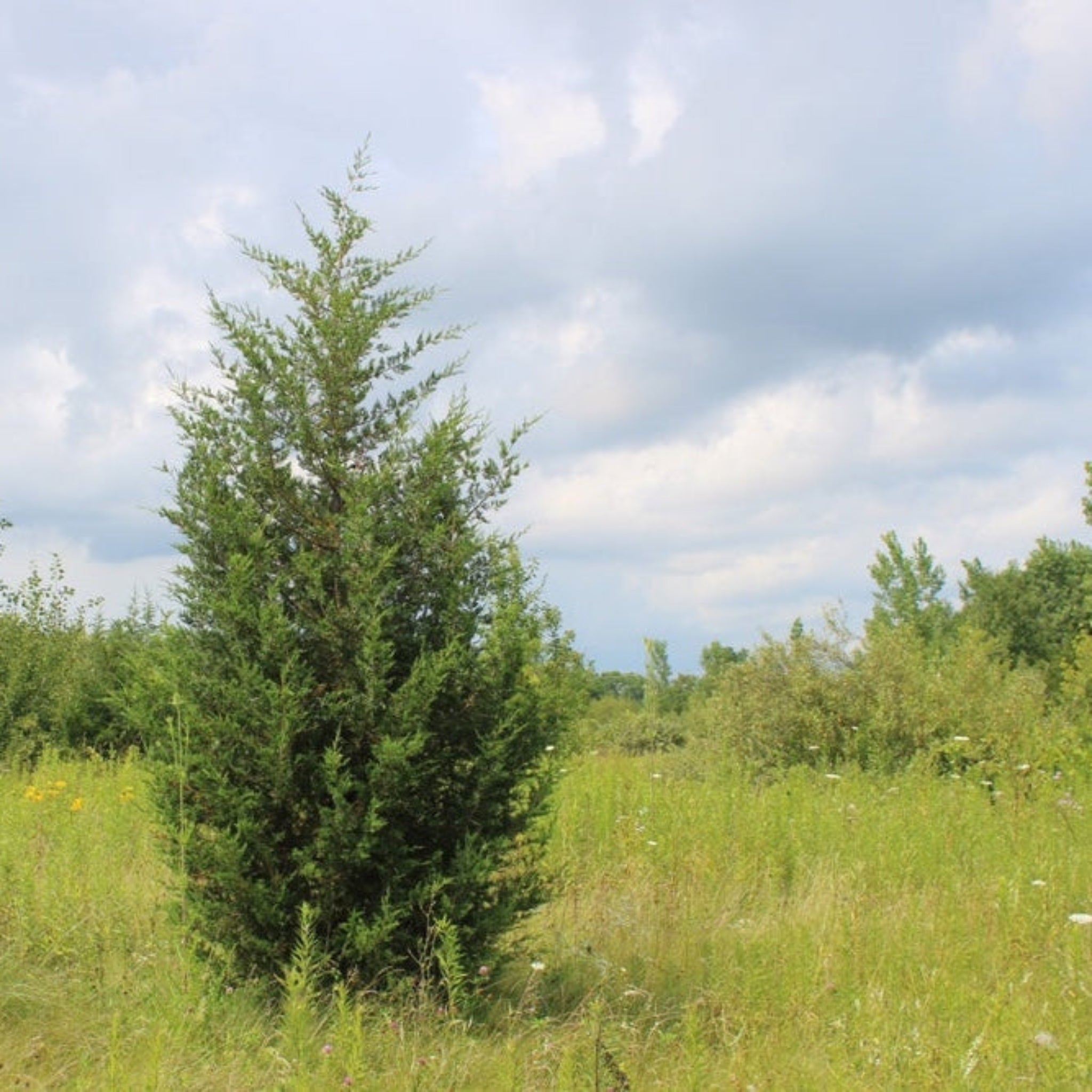 Eastern Red Cedar - Henderson Garden Supply