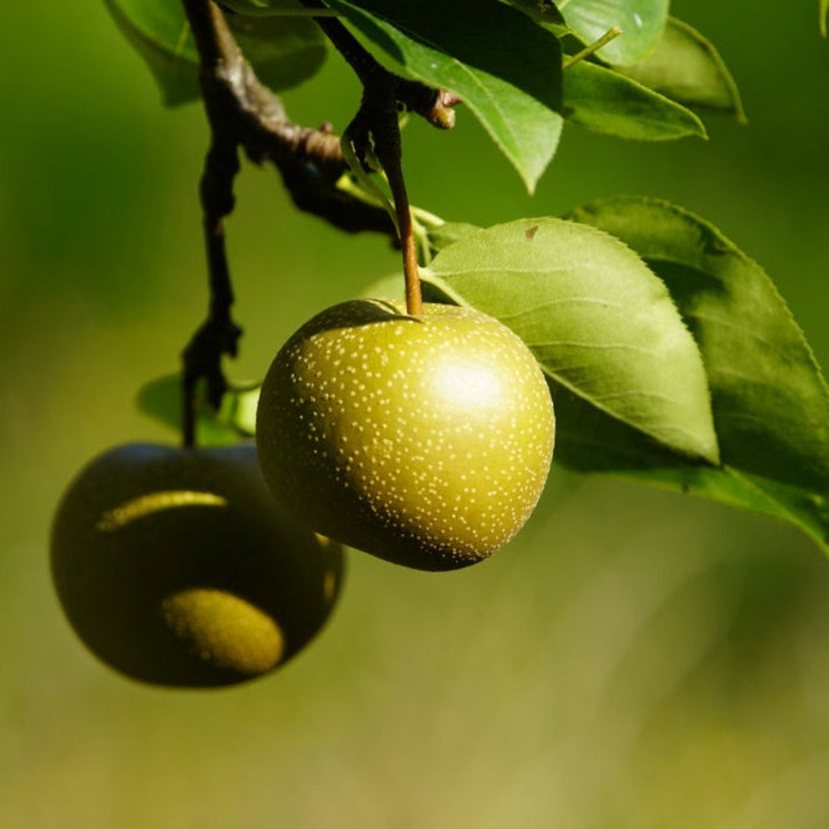 Hosui Asian Pear Tree – Crisp Golden-Bronze Pears