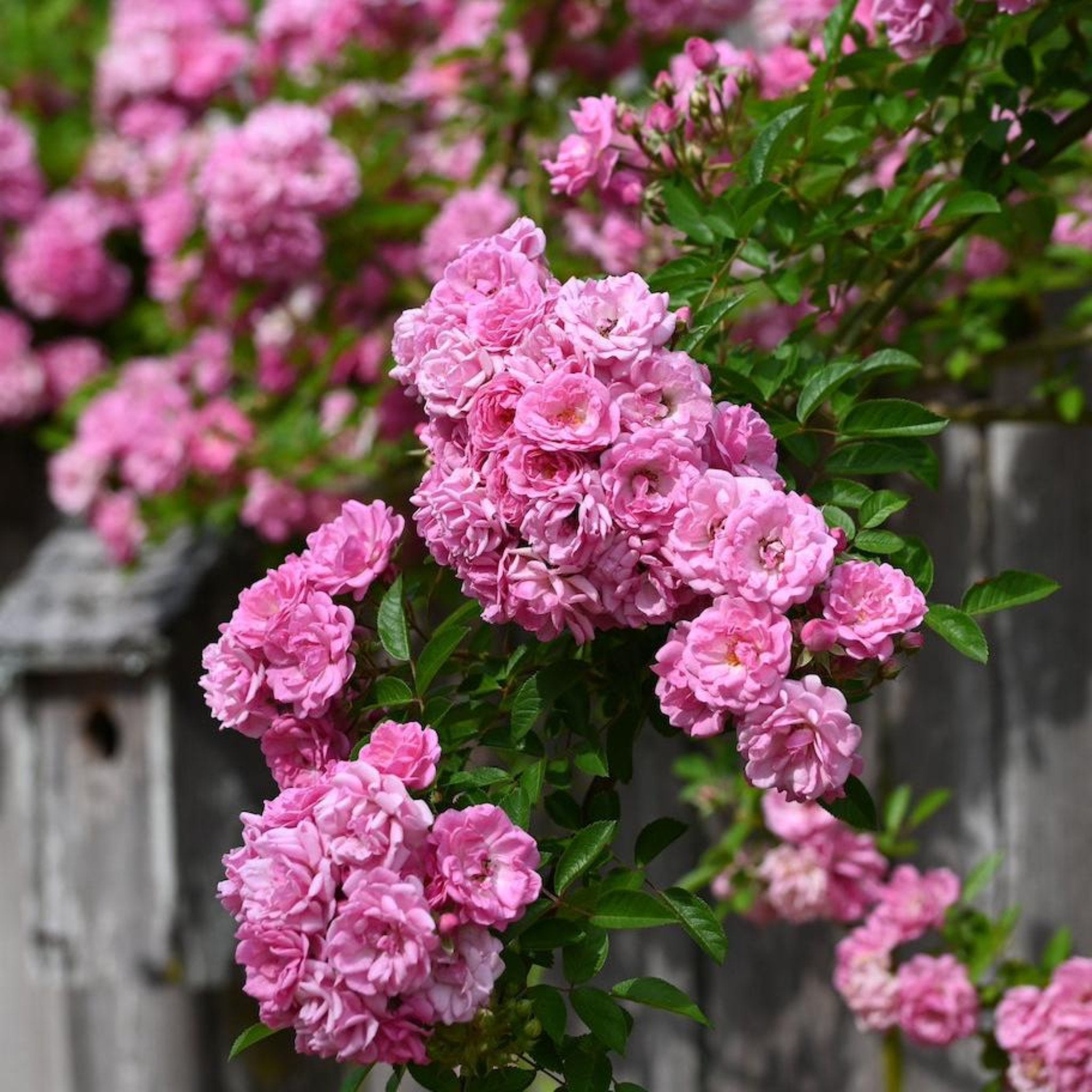 Pink flowering plant in a garden setting - climbing rose - Henderson Garden Supply