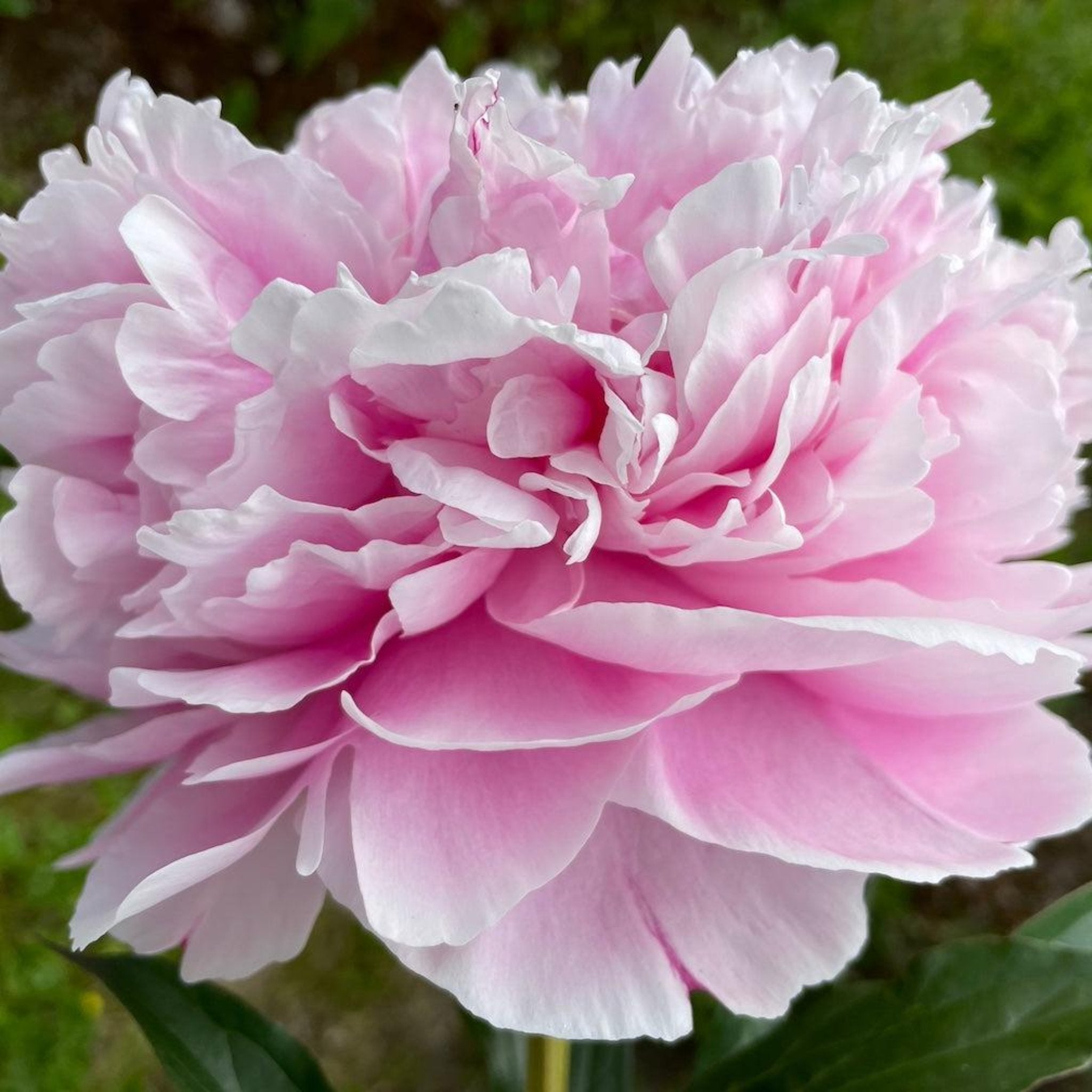 Close-up of a pink peony flower with green leaves in the background.  Henderson Garden Supply