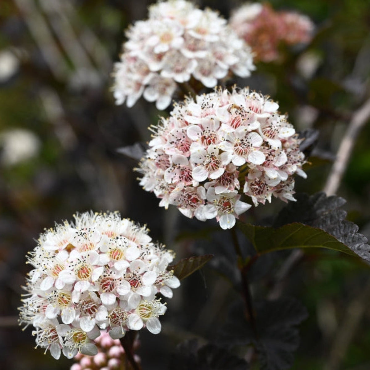 Summer Wine® Ninebark – Purple Foliage & White Flowers