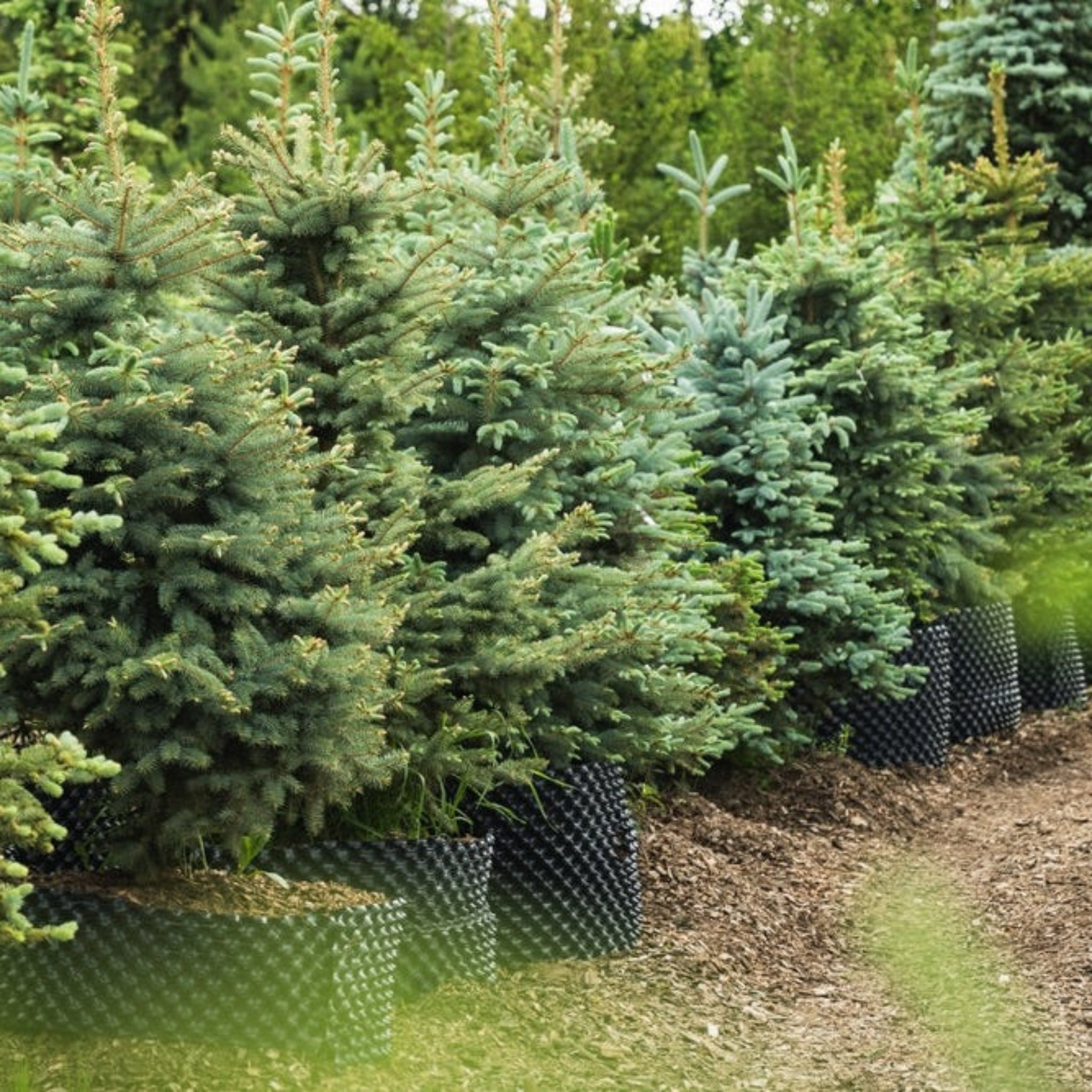 Row of young conifer trees in pots in a garden setting.  Henderson Garden Supply