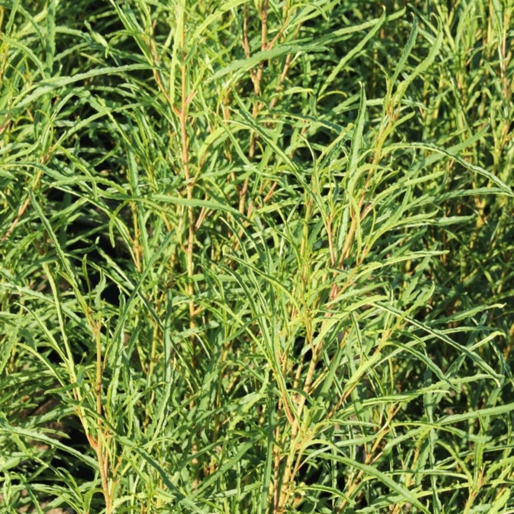 Close-up of a green shrub with detailed leaves - Henderson Garden Supply